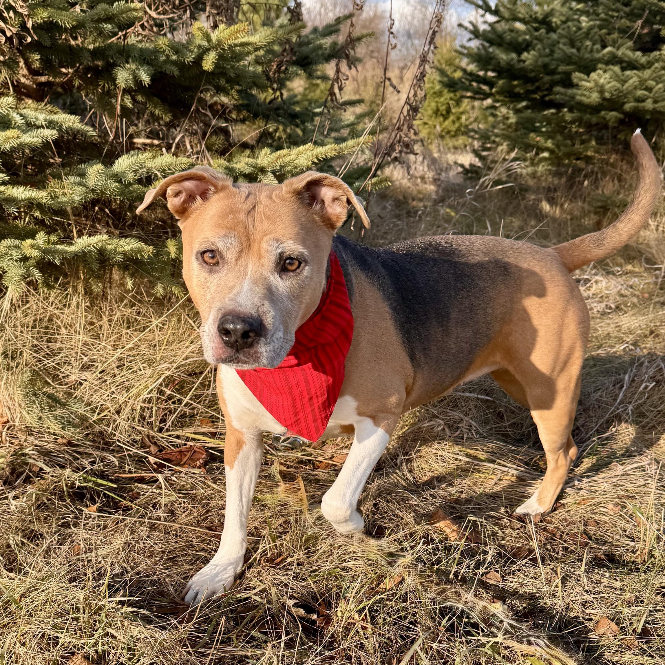 Lizzy - Sponsored, no adoption fee!, an adoptable Beagle, Terrier in Midland, MI, 48641 | Photo Image 4
