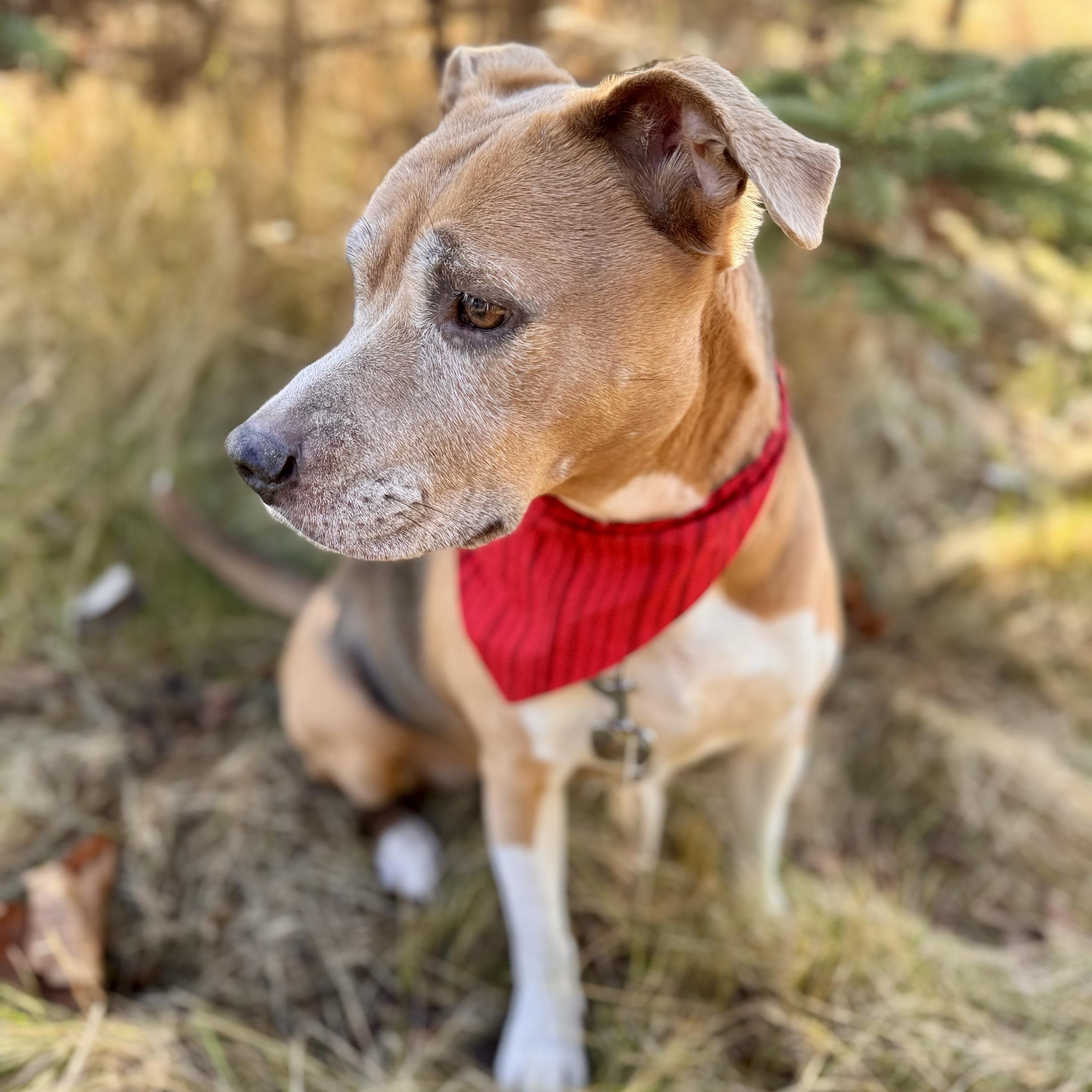 Lizzy - Sponsored, no adoption fee!, an adoptable Beagle, Terrier in Midland, MI, 48641 | Photo Image 2