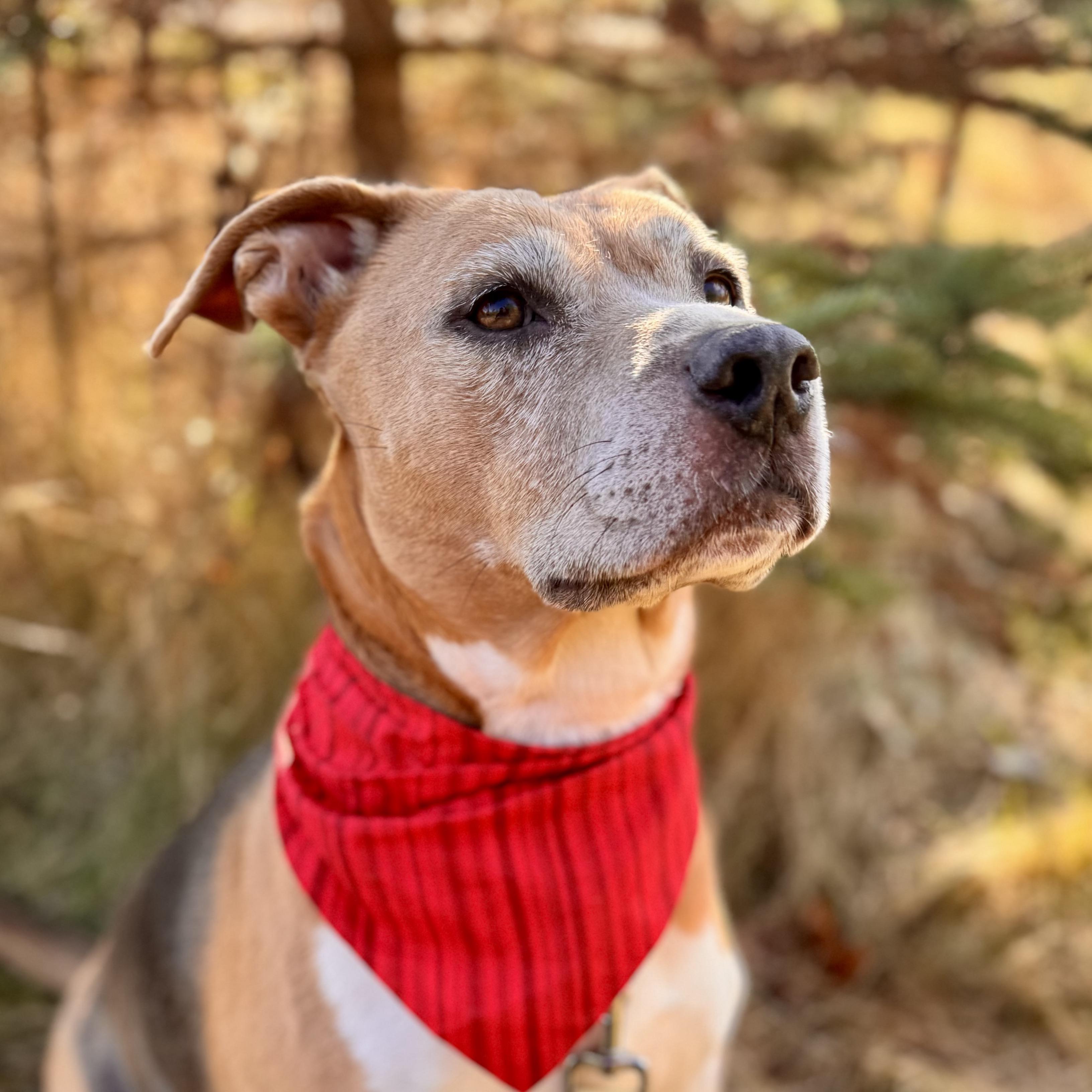 Lizzy - Sponsored, no adoption fee!, an adoptable Beagle, Terrier in Midland, MI, 48641 | Photo Image 3