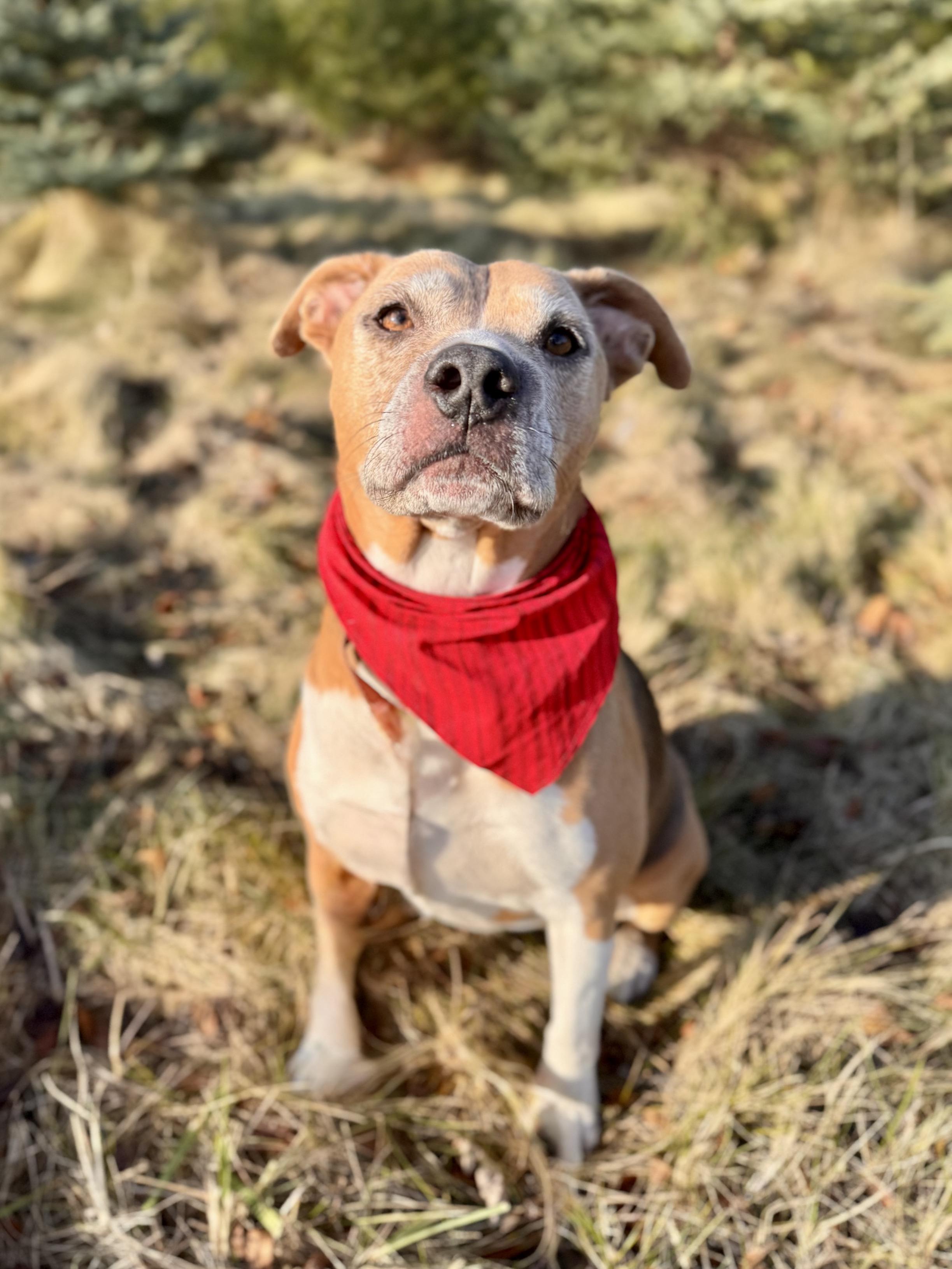Lizzy - Sponsored, no adoption fee!, an adoptable Beagle, Terrier in Midland, MI, 48641 | Photo Image 5