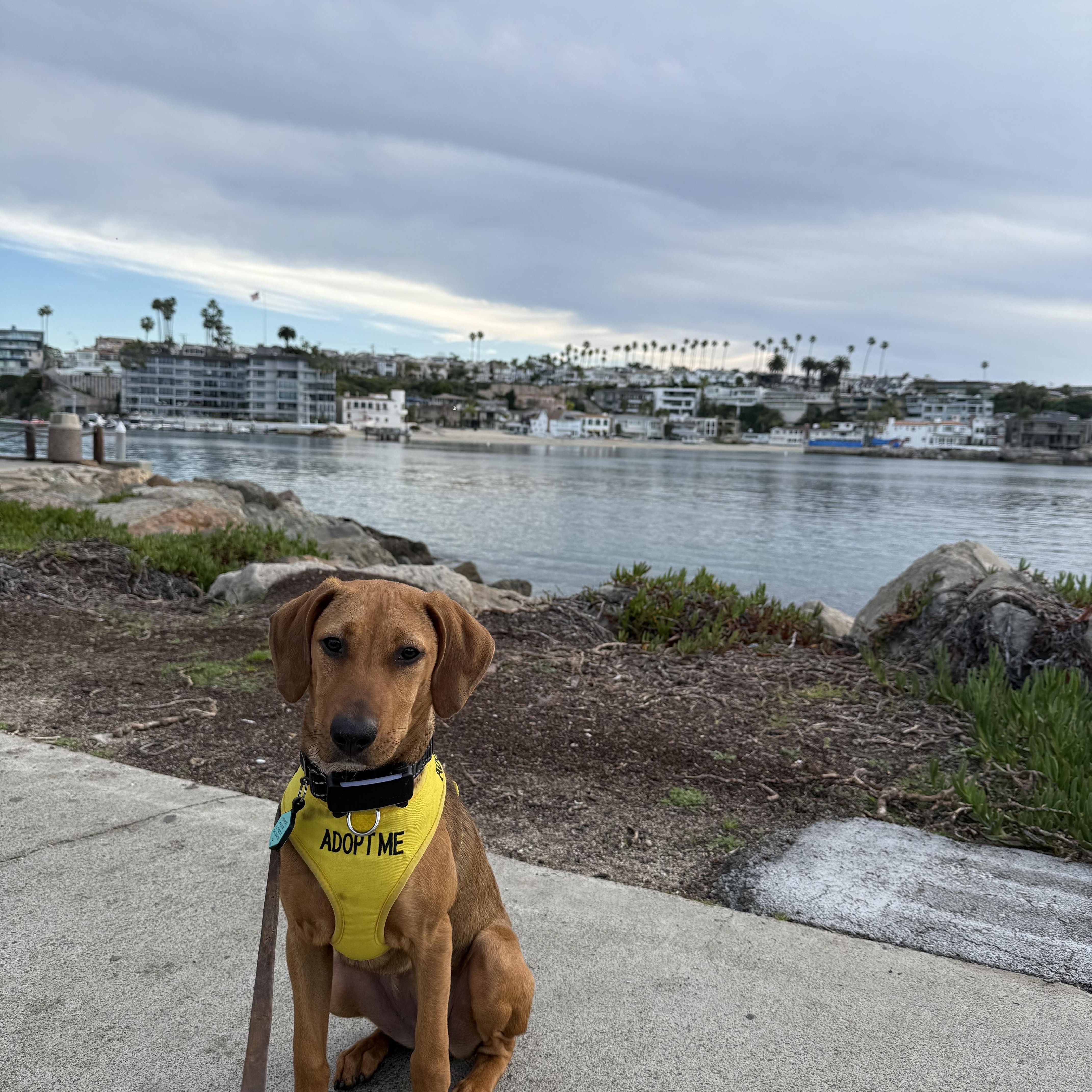 Scout, an adopted mixed breed in Newport Beach, CA image 6/6