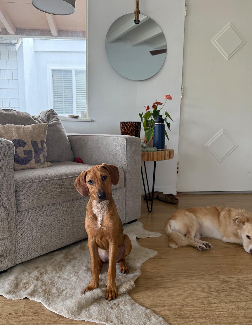 Scout, an adopted mixed breed in Newport Beach, CA image 5/6