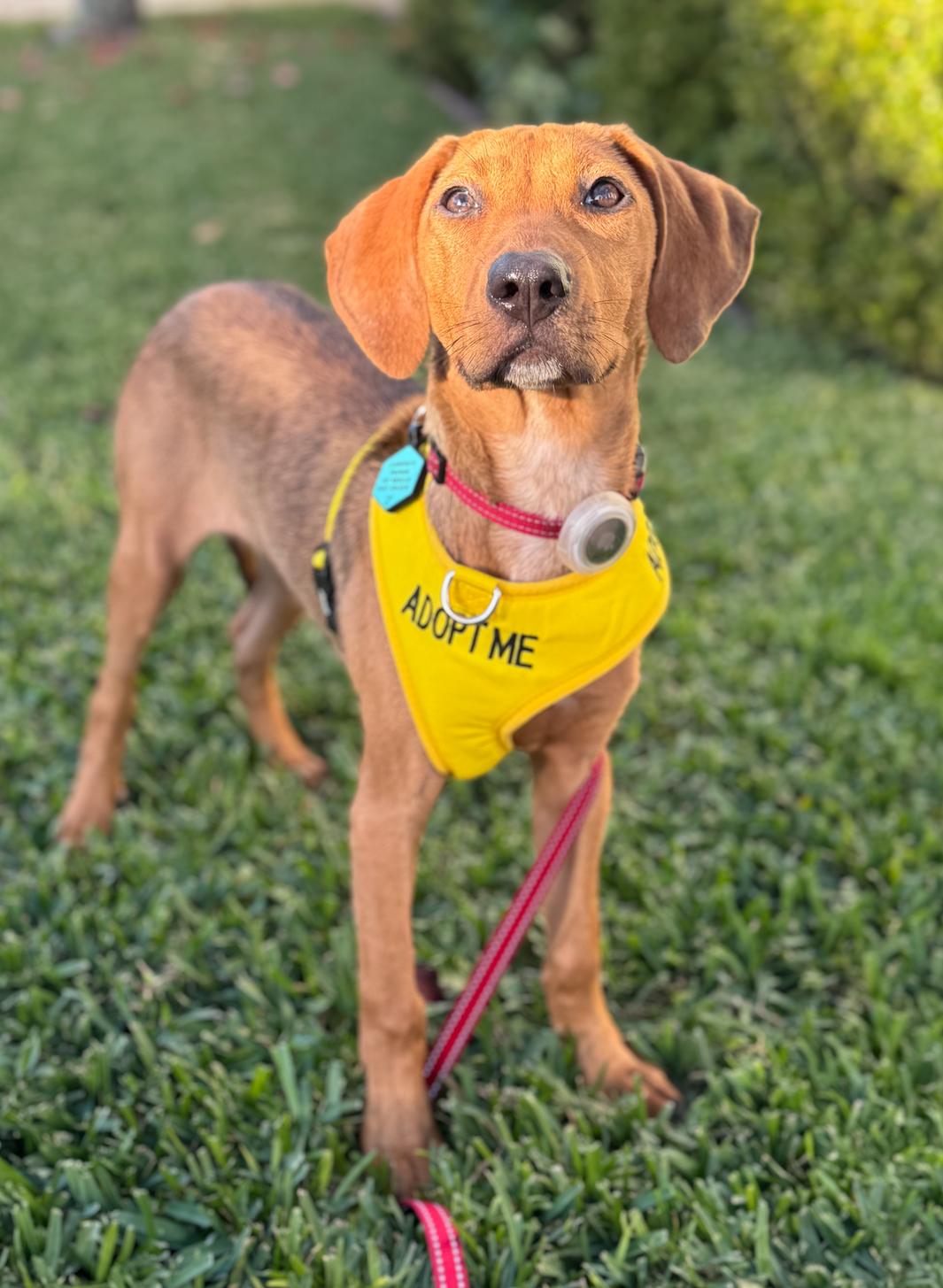 Scout, an adopted mixed breed in Newport Beach, CA image 1/6