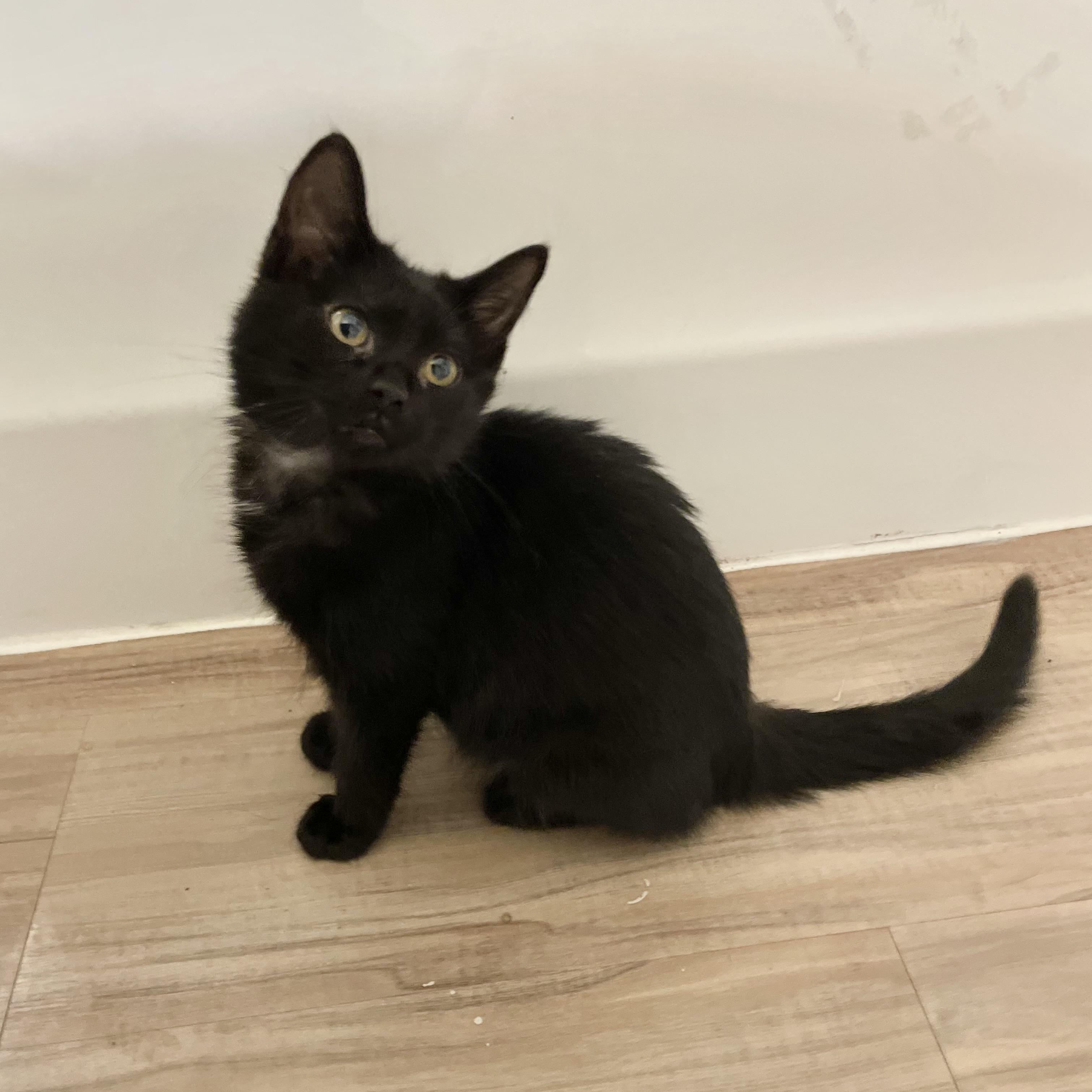 Regalo, a ADOPTABLE Domestic Short Hair in Richmond, VA image 2/6