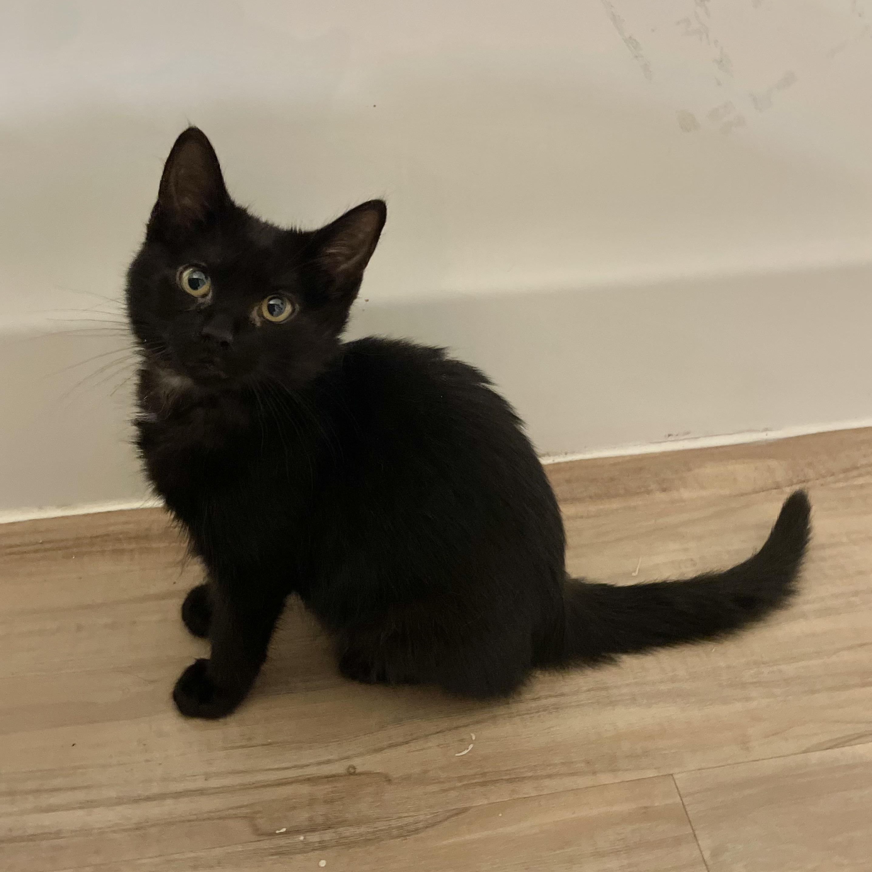 Regalo, a ADOPTABLE Domestic Short Hair in Richmond, VA image 1/6