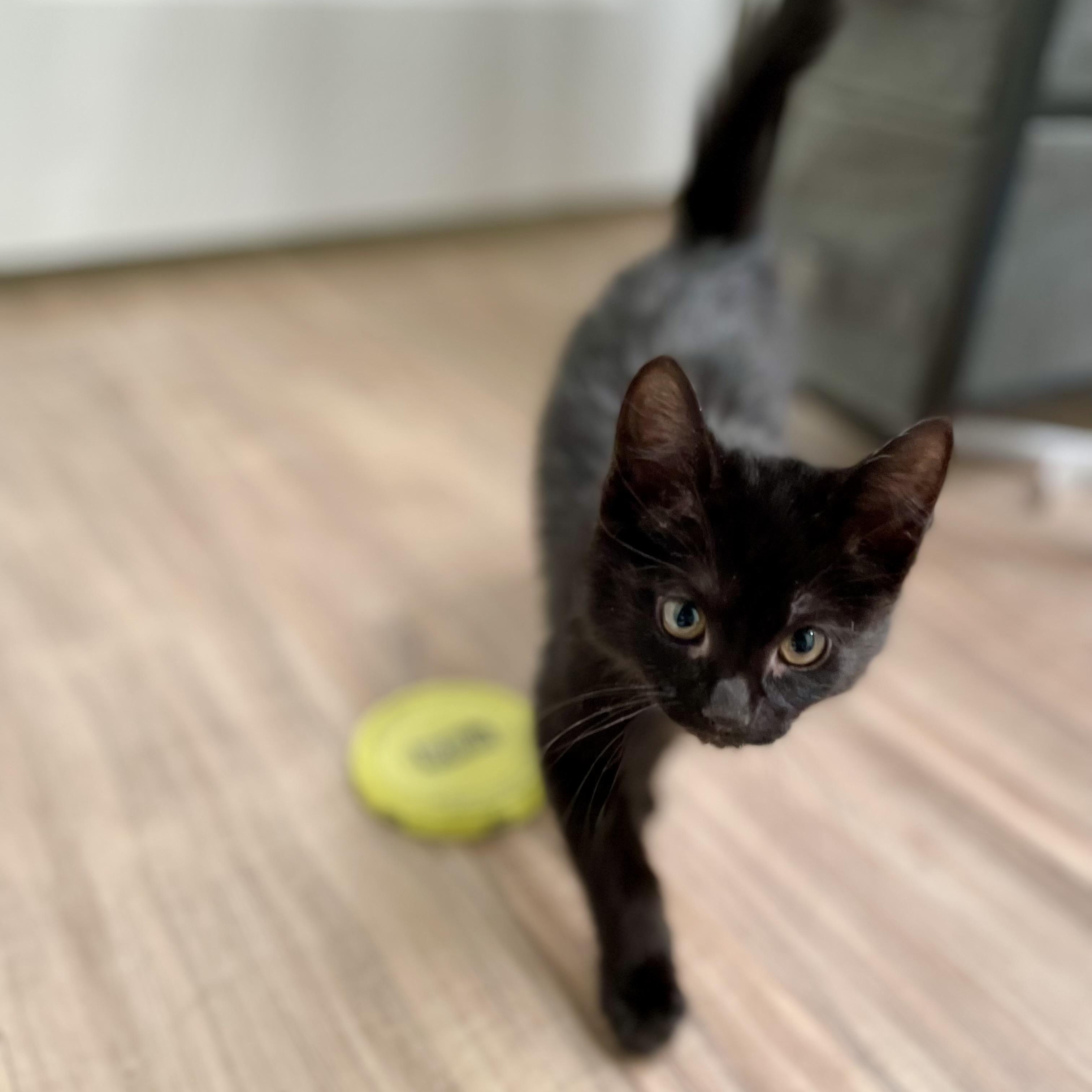 Regalo, a ADOPTABLE Domestic Short Hair in Richmond, VA image 3/6