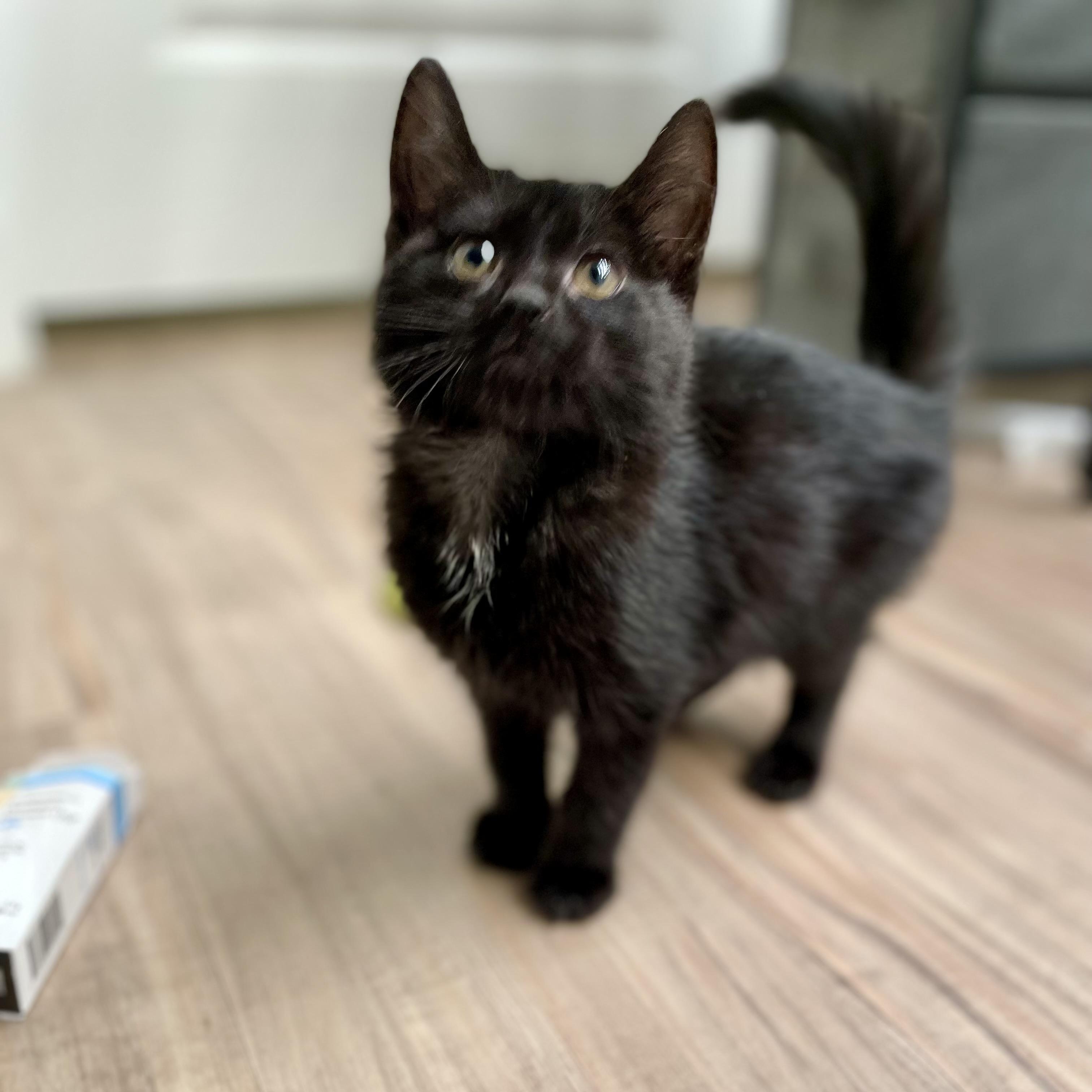 Regalo, a ADOPTABLE Domestic Short Hair in Richmond, VA image 6/6