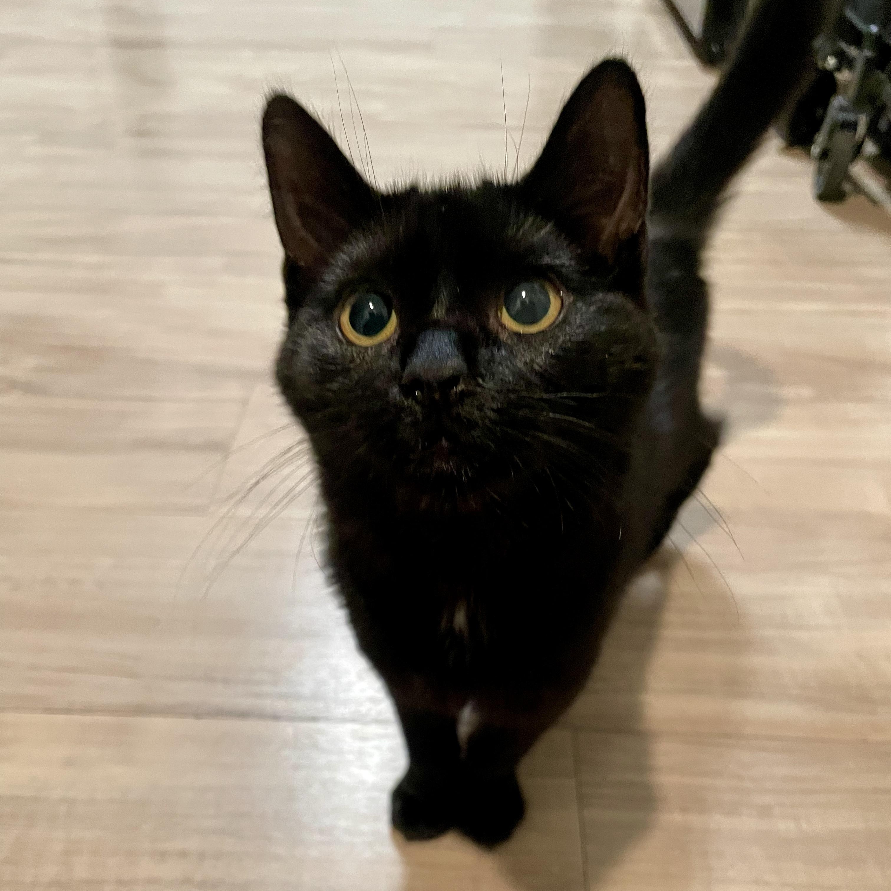 Enlarge Regalo, a Adoptable Domestic Short Hair in Richmond, VA image 3/6