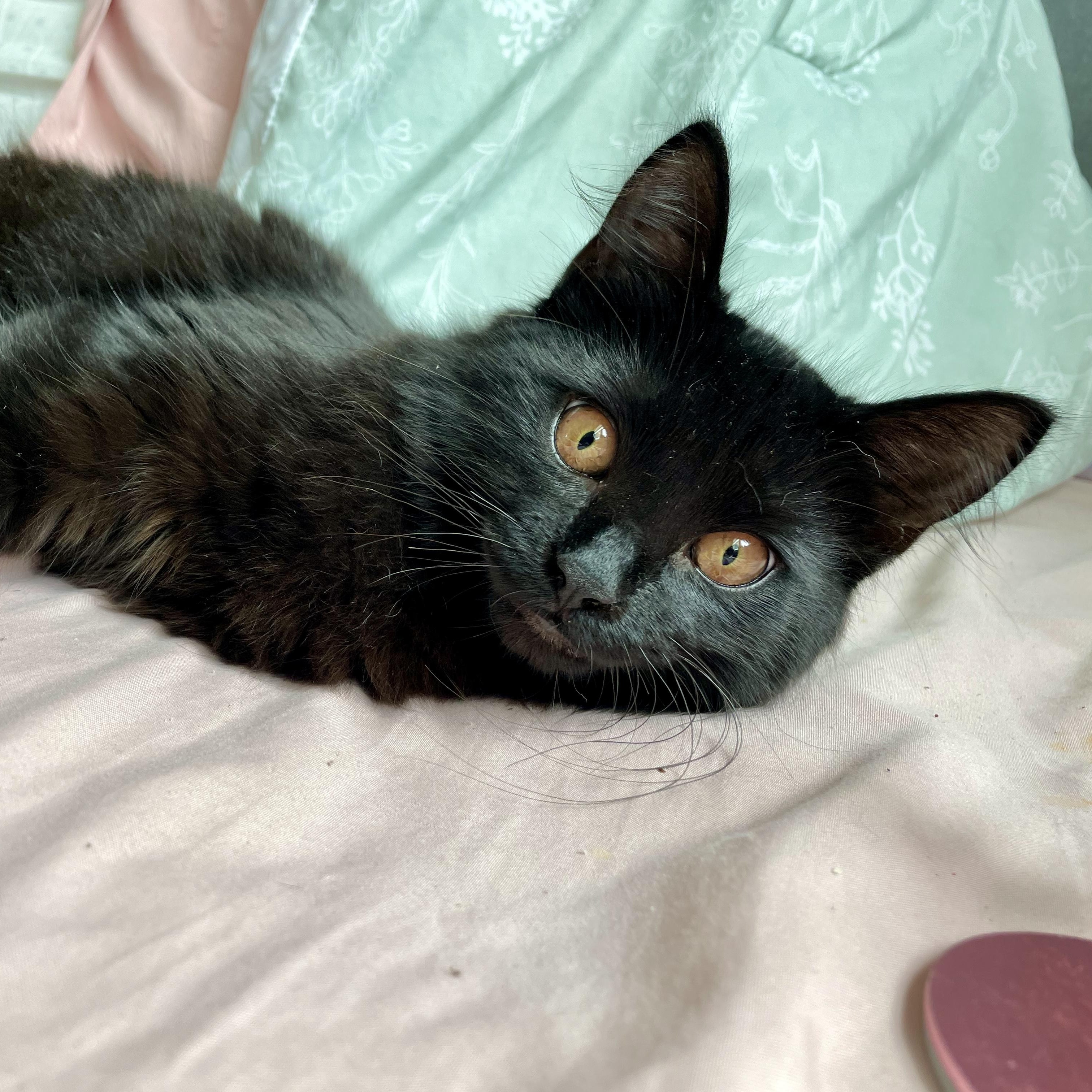Enlarge Regalo, a Adoptable Domestic Short Hair in Richmond, VA image 1/6
