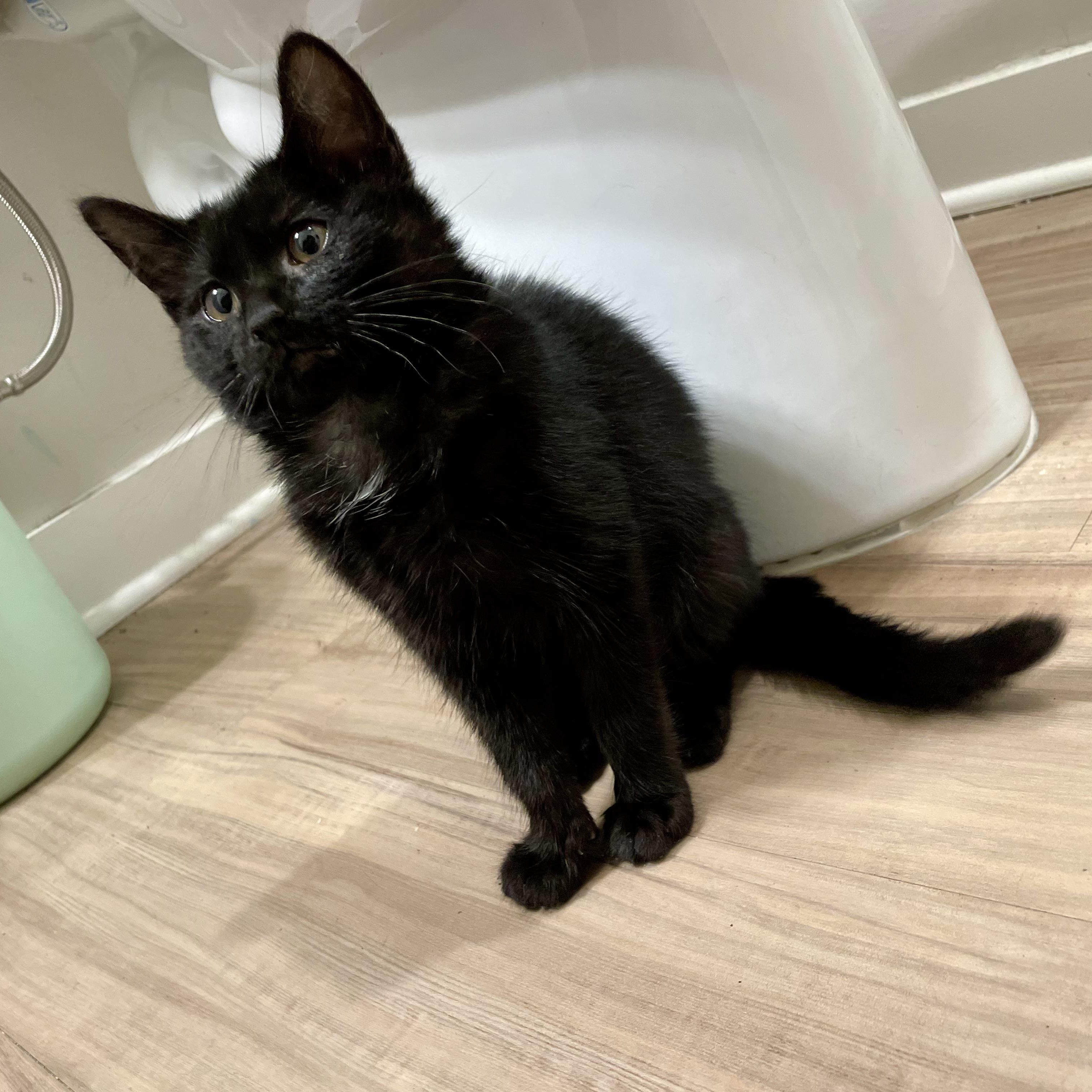 Regalo, a ADOPTABLE Domestic Short Hair in Richmond, VA image 5/6