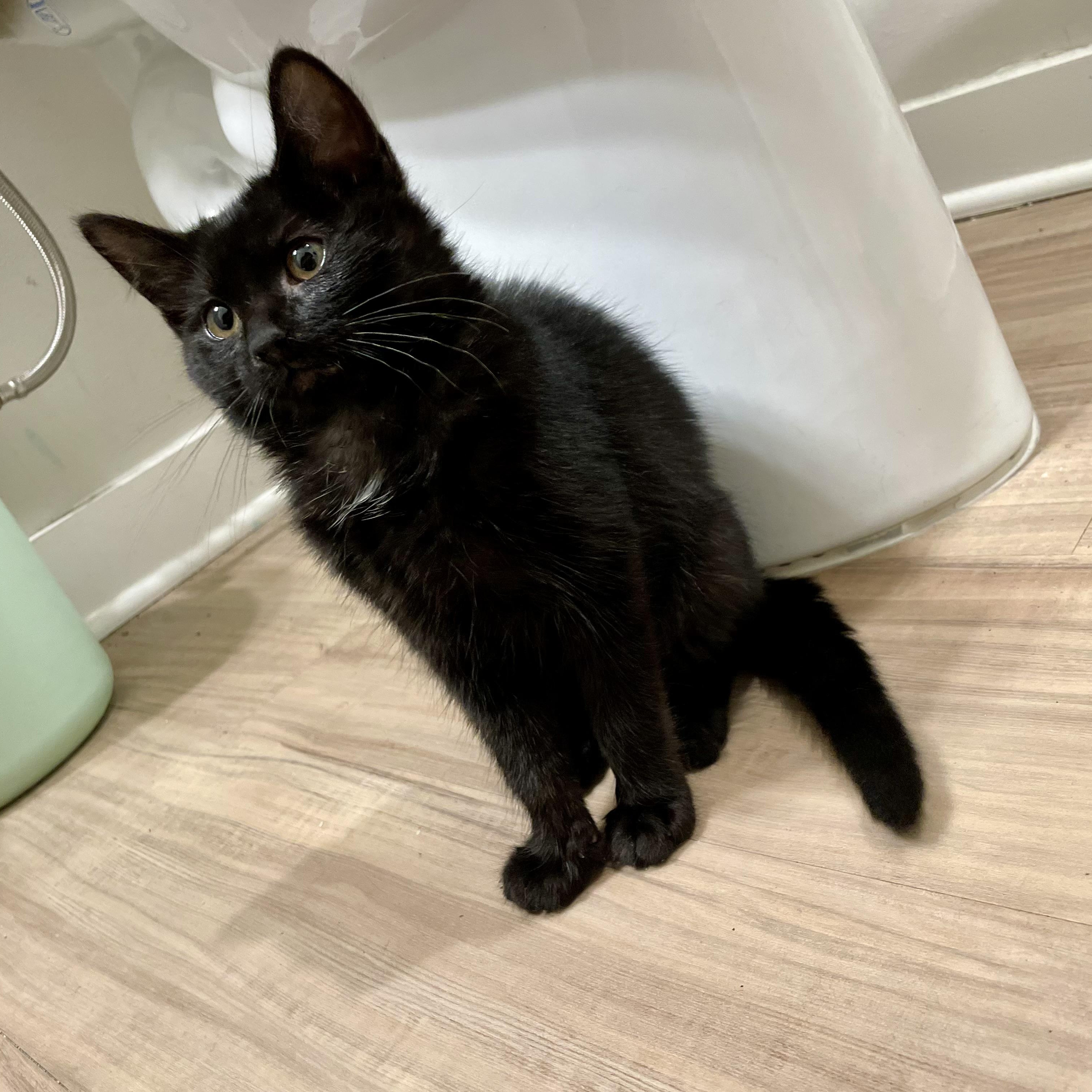 Regalo, a ADOPTABLE Domestic Short Hair in Richmond, VA image 4/6