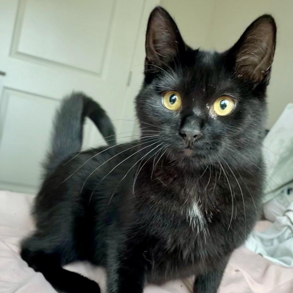 Enlarge Regalo, a Adoptable Domestic Short Hair in Richmond, VA image 2/6