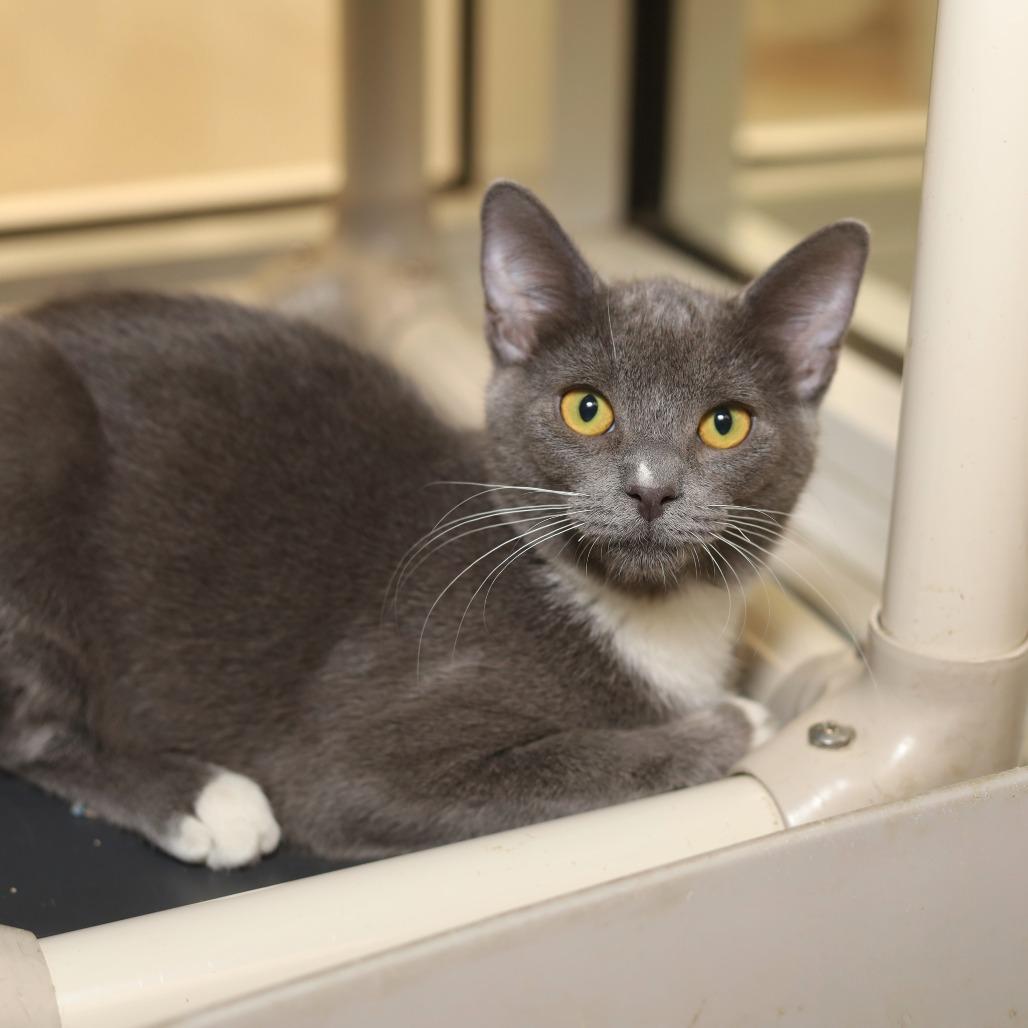 Jax, Adoptable, Kitten Male Domestic Short Hair.