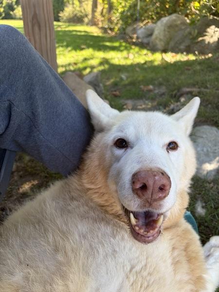Enlarge Sheba, a Adoptable mixed breed in Oakland, NJ image 1/1
