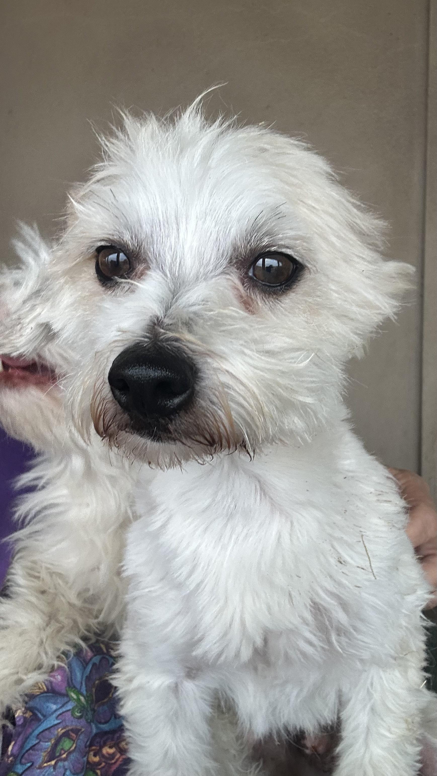 Moon Doggie, an adoptable Maltipoo in Bakersfield, CA, 93383 | Photo Image 4