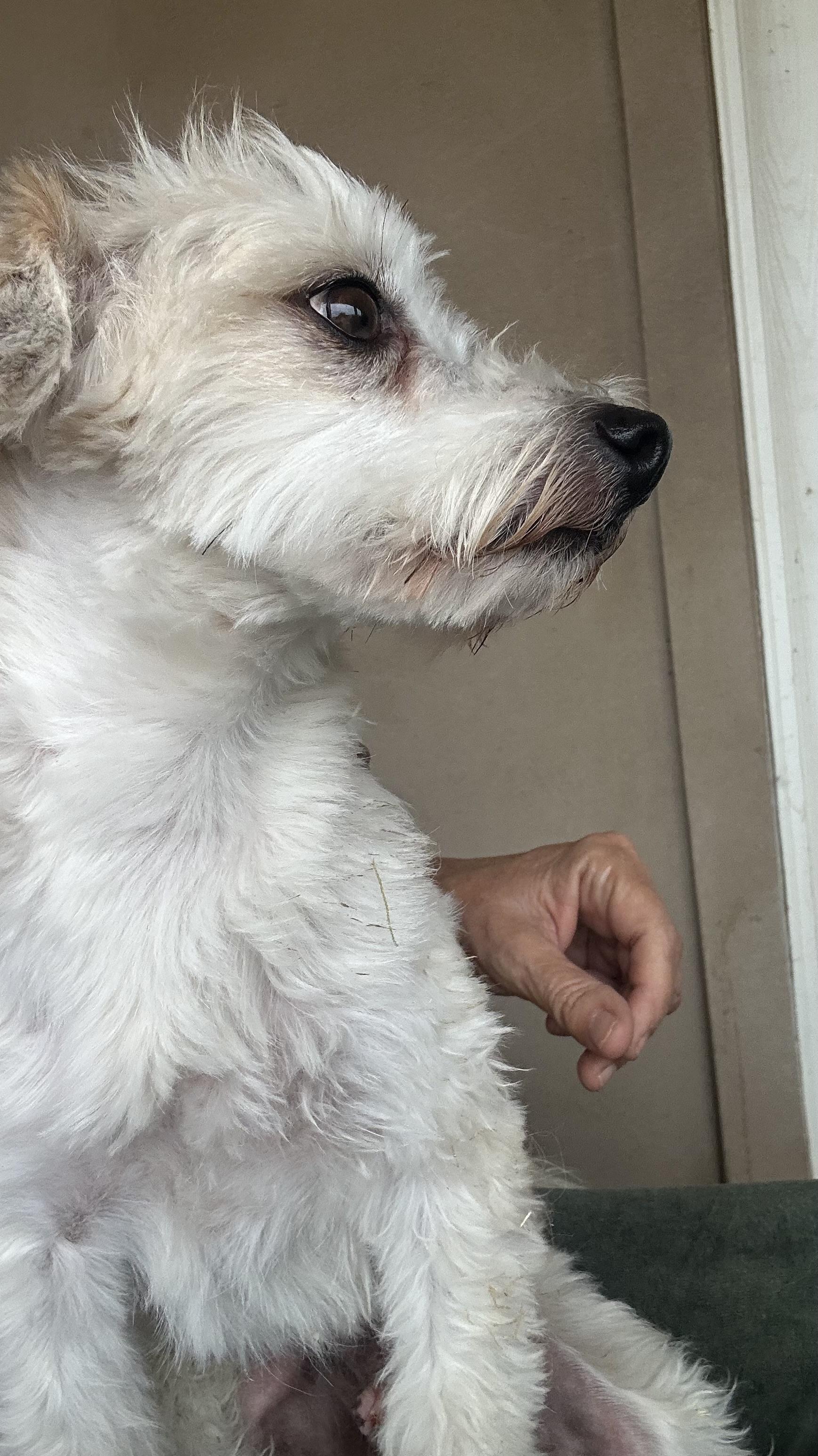 Moon Doggie, an adoptable Maltipoo in Bakersfield, CA, 93383 | Photo Image 3