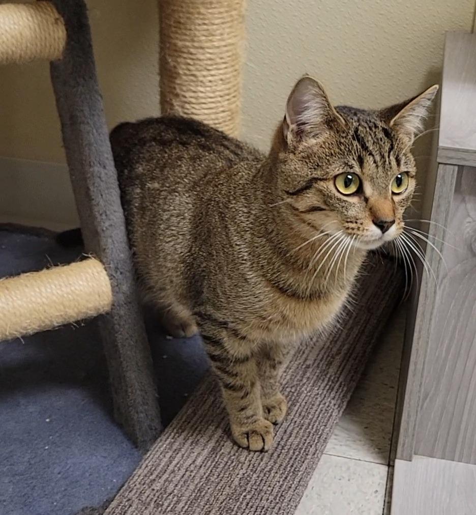 NUGGET, Adoptable, Young Male Domestic Short Hair.