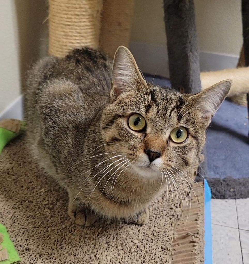 Enlarge NUGGET, a Adoptable mixed breed in Sandusky, OH image 2/3