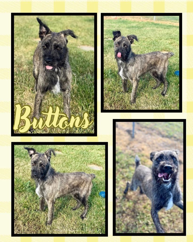 Buttons, Adoptable, Puppy Male Terrier.