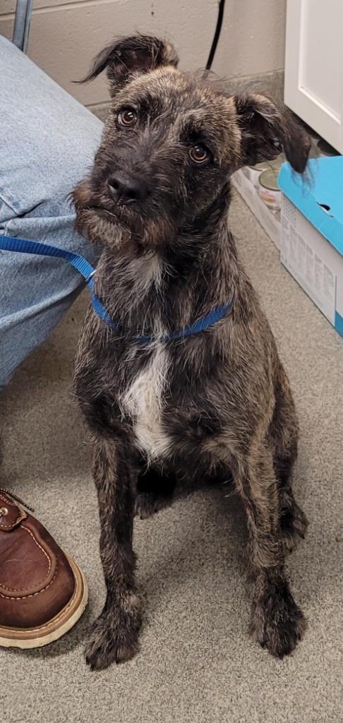 Enlarge Buttons, a Adoptable Terrier in Hopkinsville, KY image 2/2