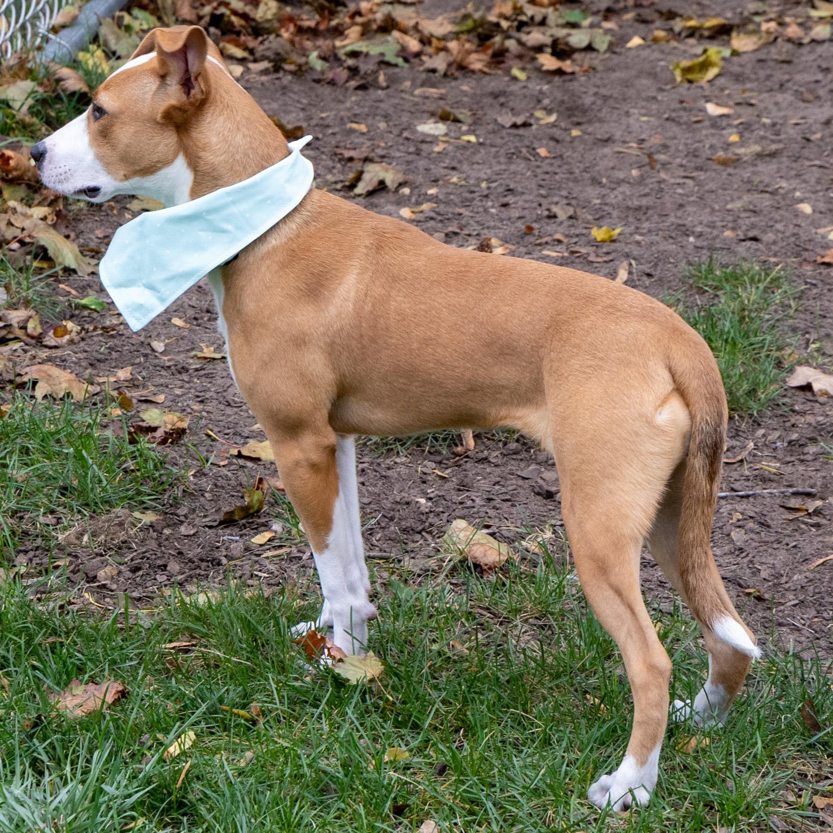 Enlarge Proper, a Adoptable Mixed Breed in Mount Pleasant, MI image 2/5