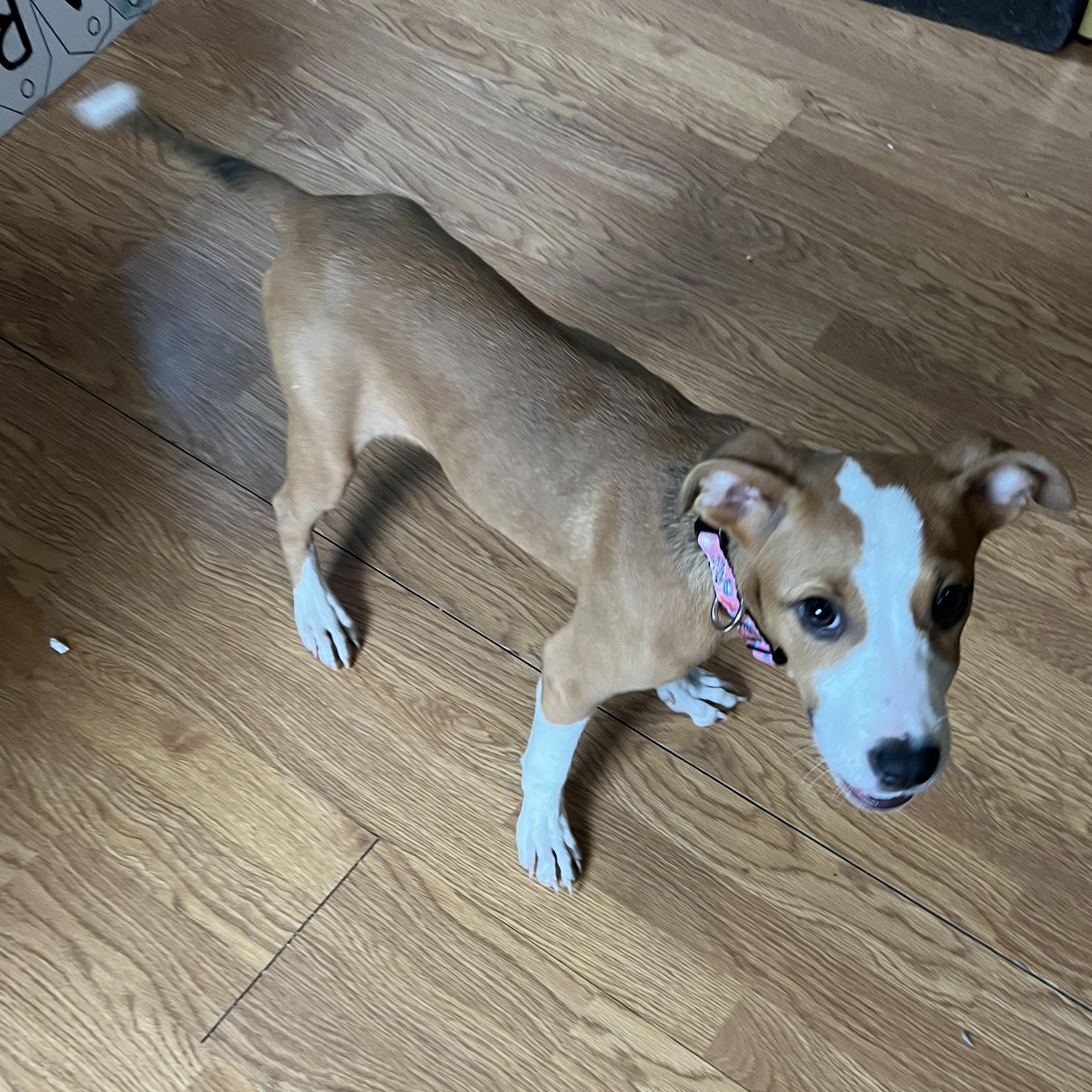 Enlarge Proper, a Adoptable Mixed Breed in Mount Pleasant, MI image 5/5