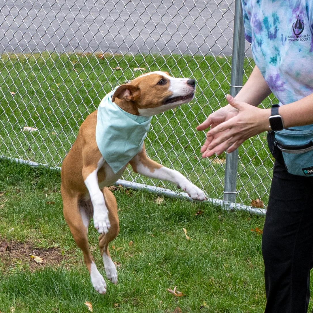 Enlarge Proper, a Adoptable Mixed Breed in Mount Pleasant, MI image 3/5