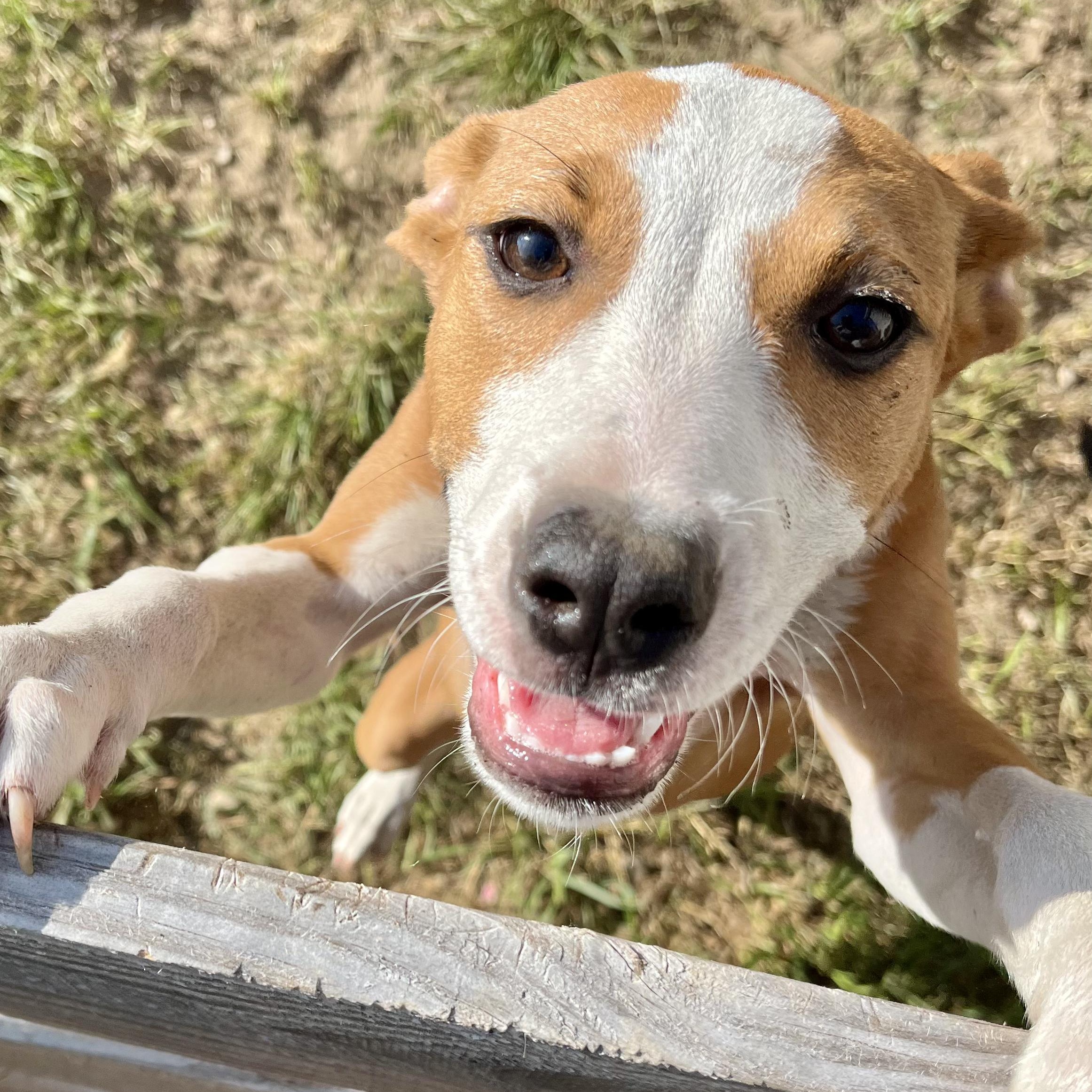 Proper, Adoptable, Puppy Female Mixed Breed.