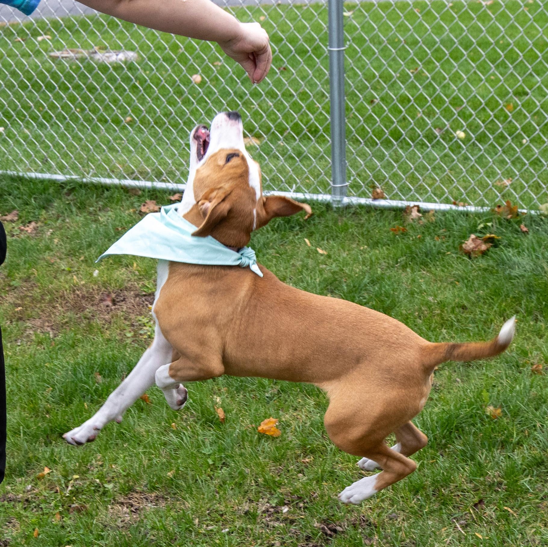 Enlarge Proper, a Adoptable Mixed Breed in Mount Pleasant, MI image 4/5