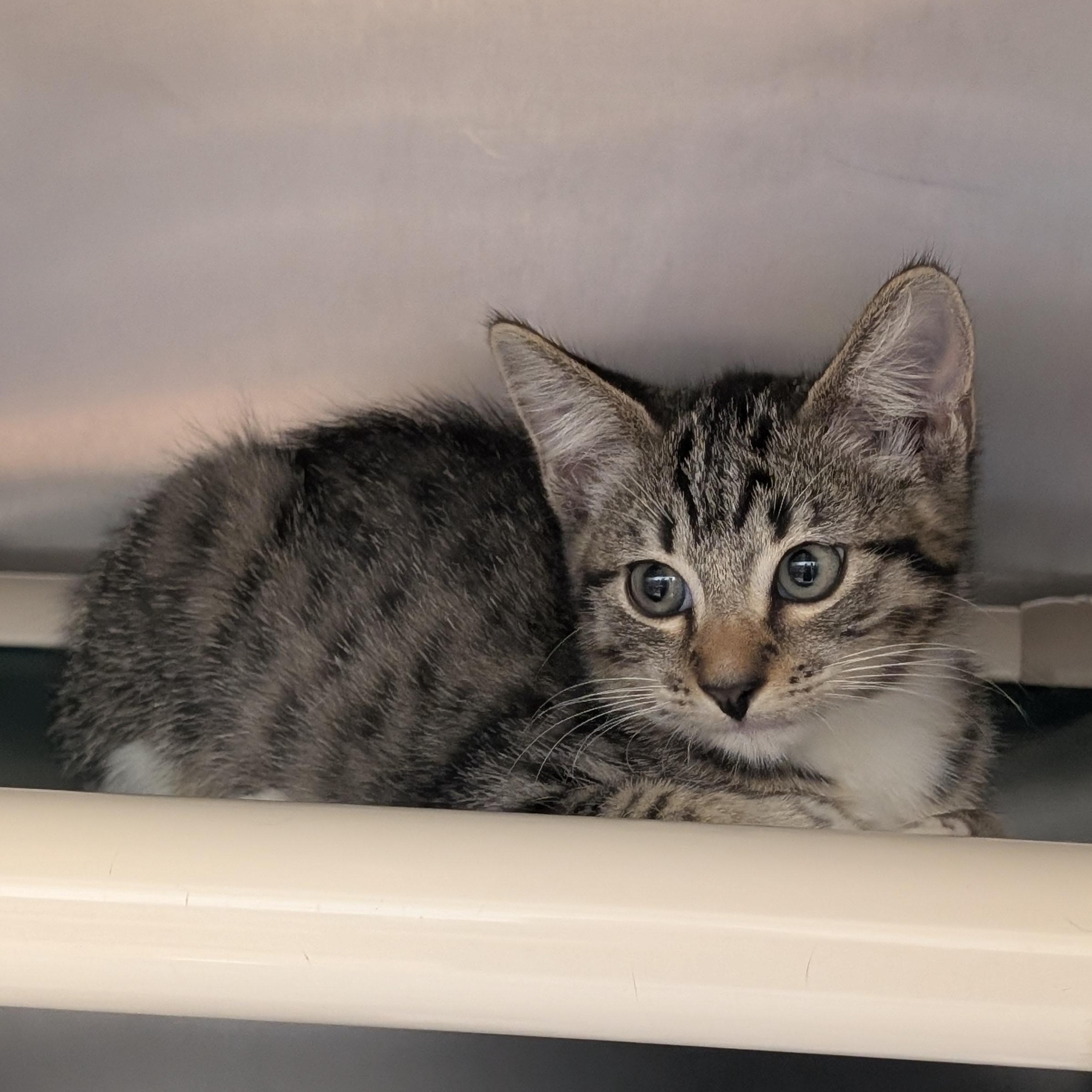 Enlarge Kirby, a Adopted Domestic Short Hair in St. Augustine, FL image 2/2