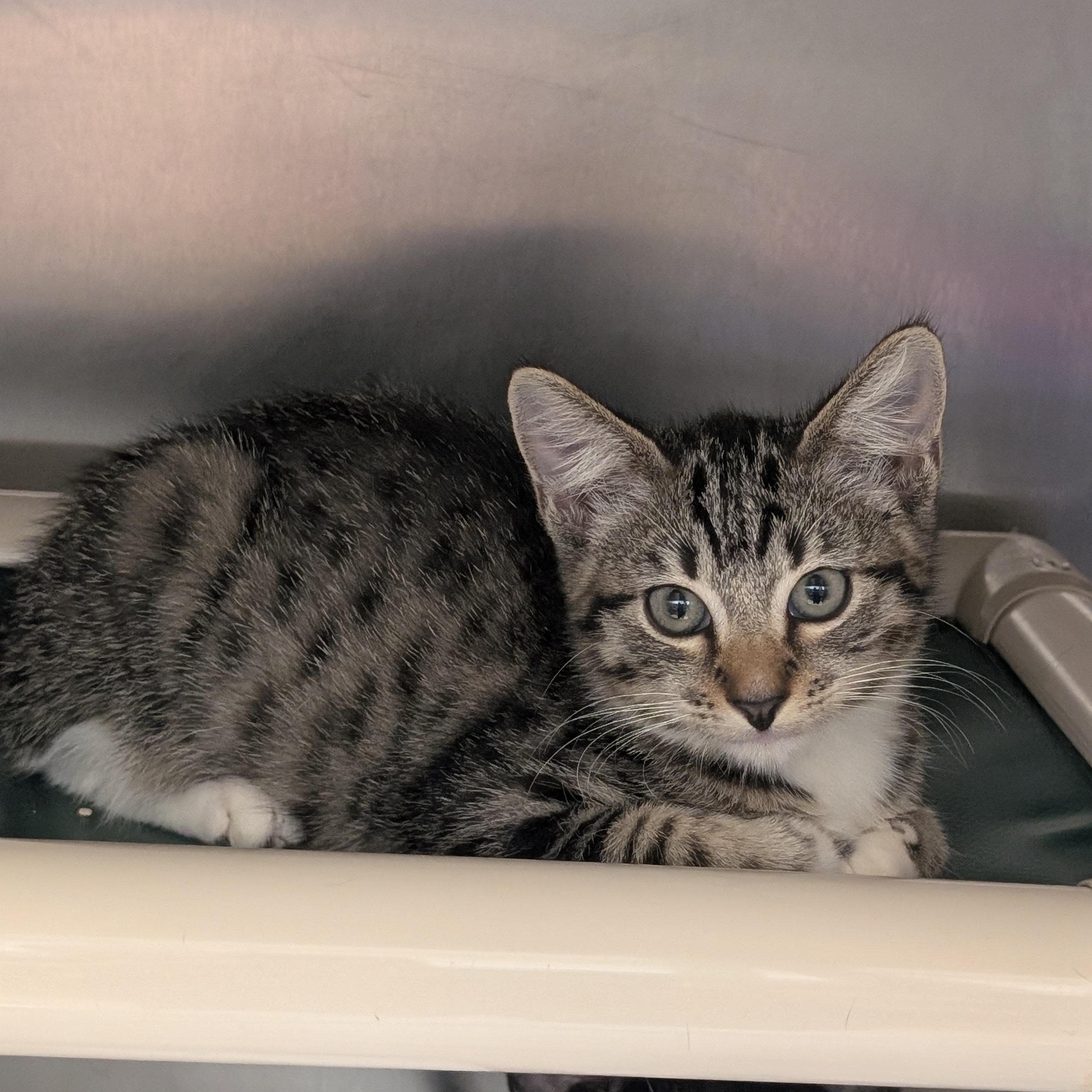 Enlarge Kirby, a Adopted Domestic Short Hair in St. Augustine, FL image 1/2