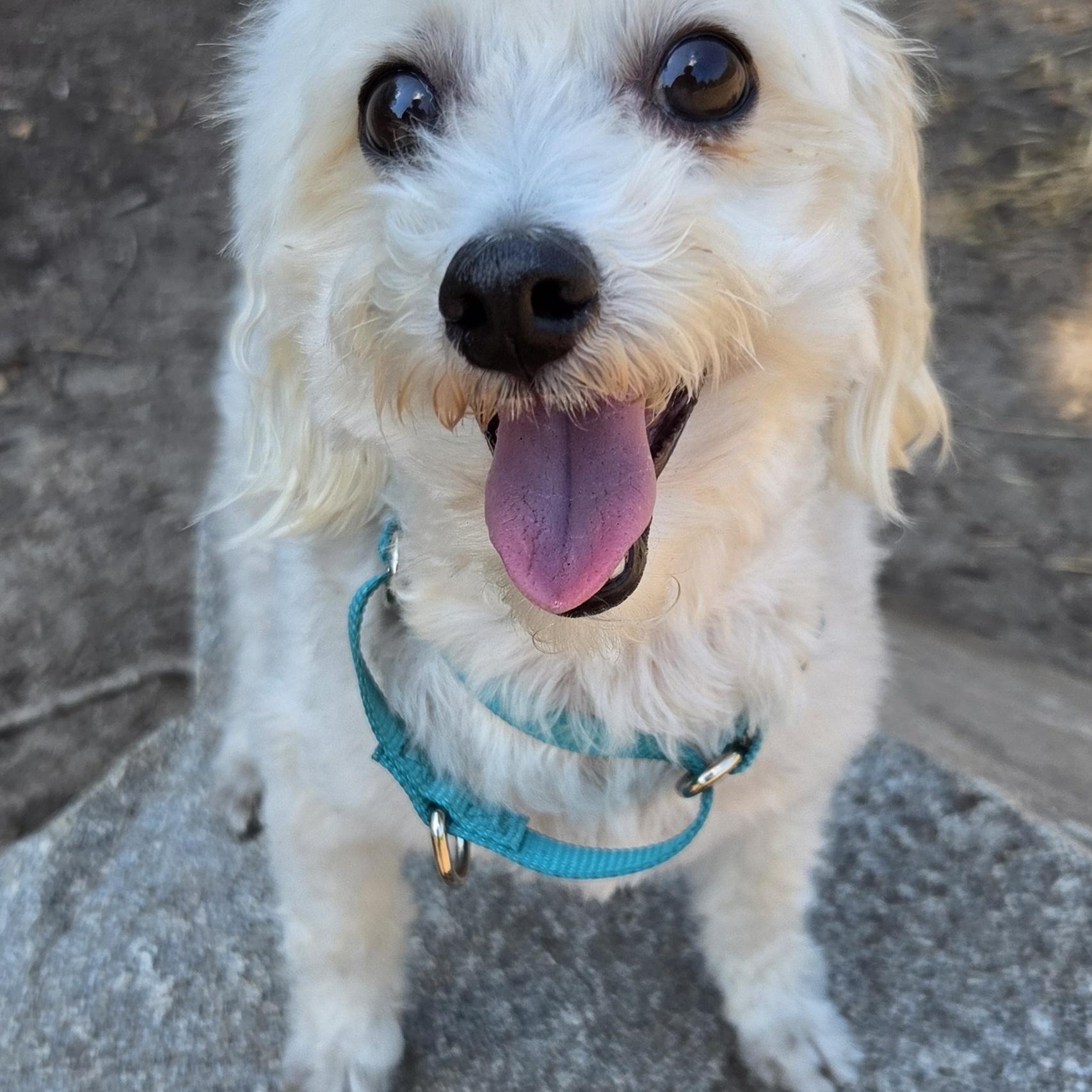 Enlarge Bandit, a Adoptable mixed breed in Raleigh, NC image 2/3