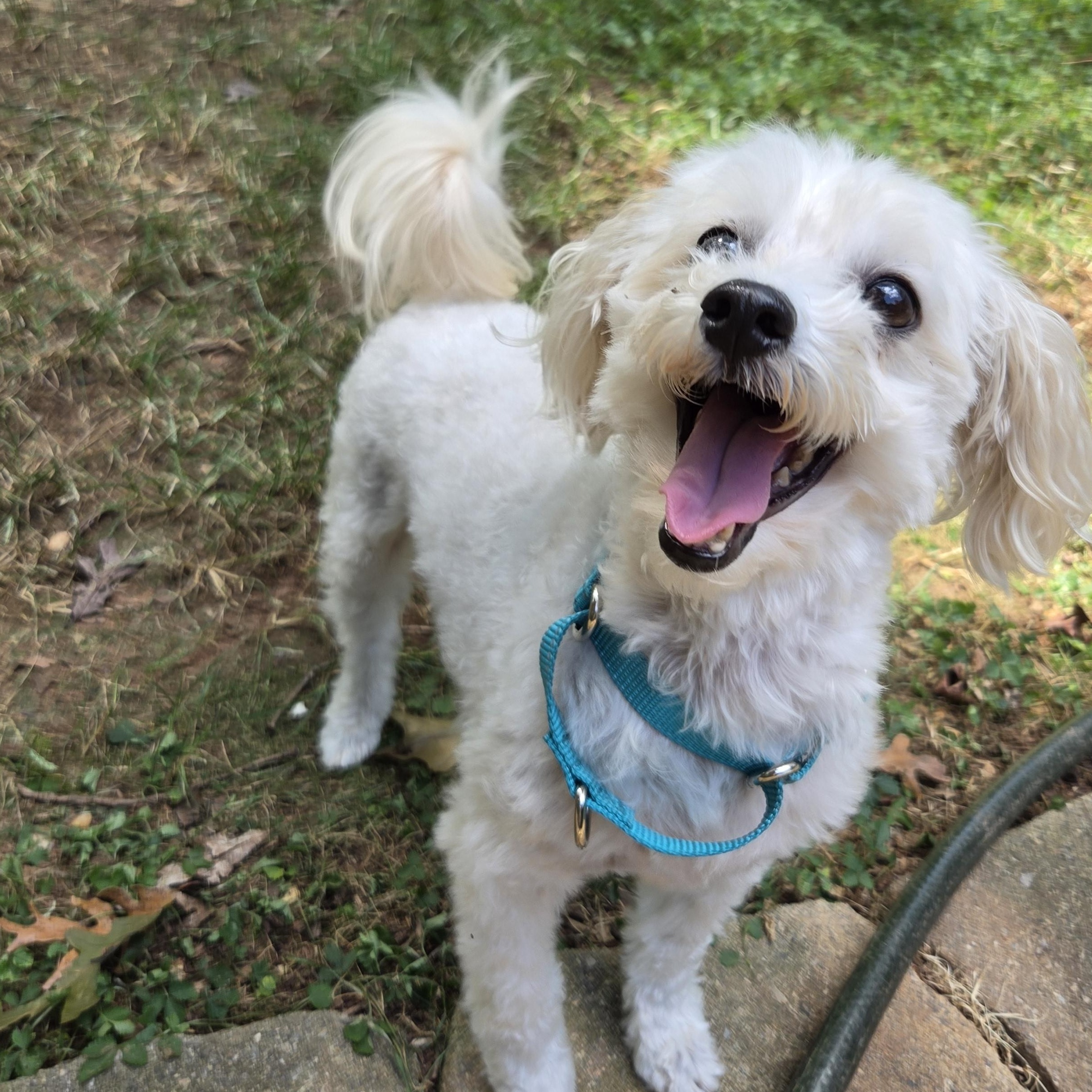 Enlarge Bandit, a Adoptable mixed breed in Raleigh, NC image 3/3