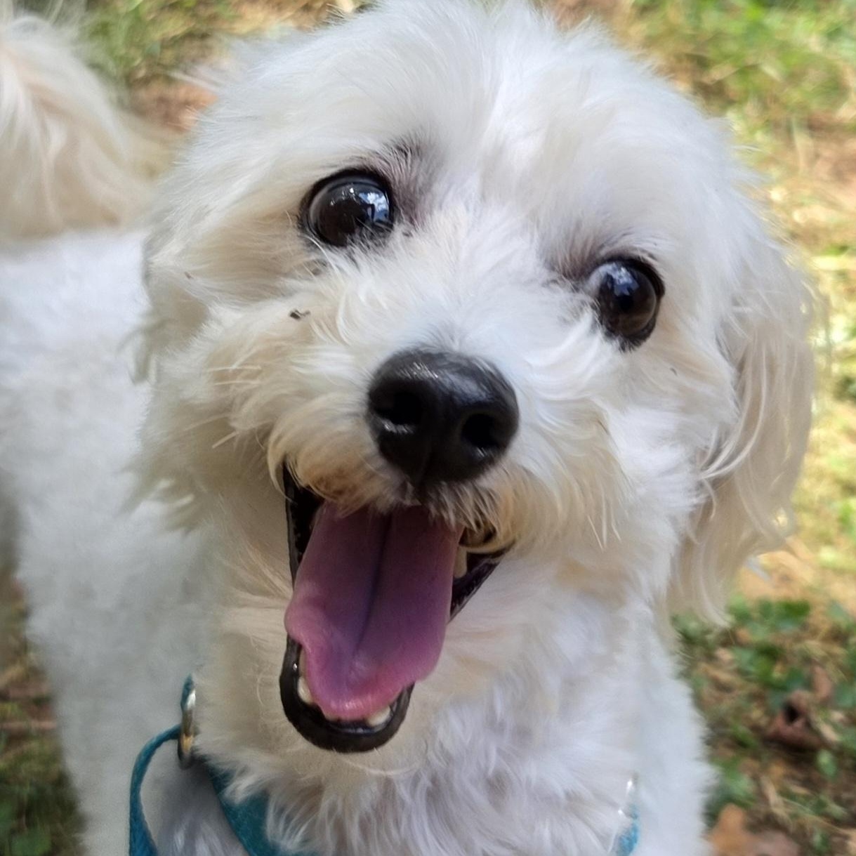 Enlarge Bandit, a Adoptable mixed breed in Raleigh, NC image 1/3