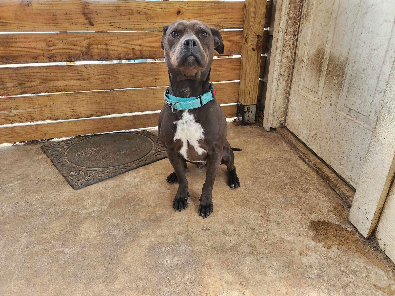 Logan, a Adoptable Pit Bull Terrier in Shillington, PA image 1/3