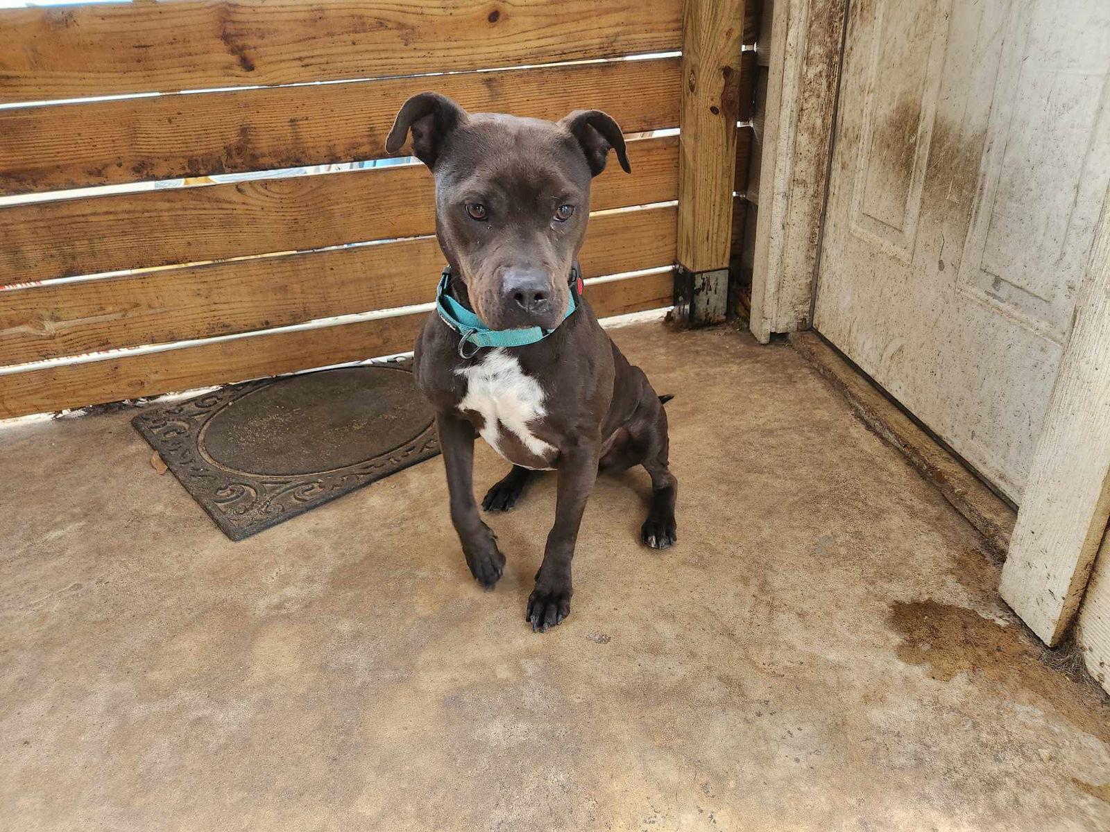 Logan, a Adoptable Pit Bull Terrier in Shillington, PA image 2/3