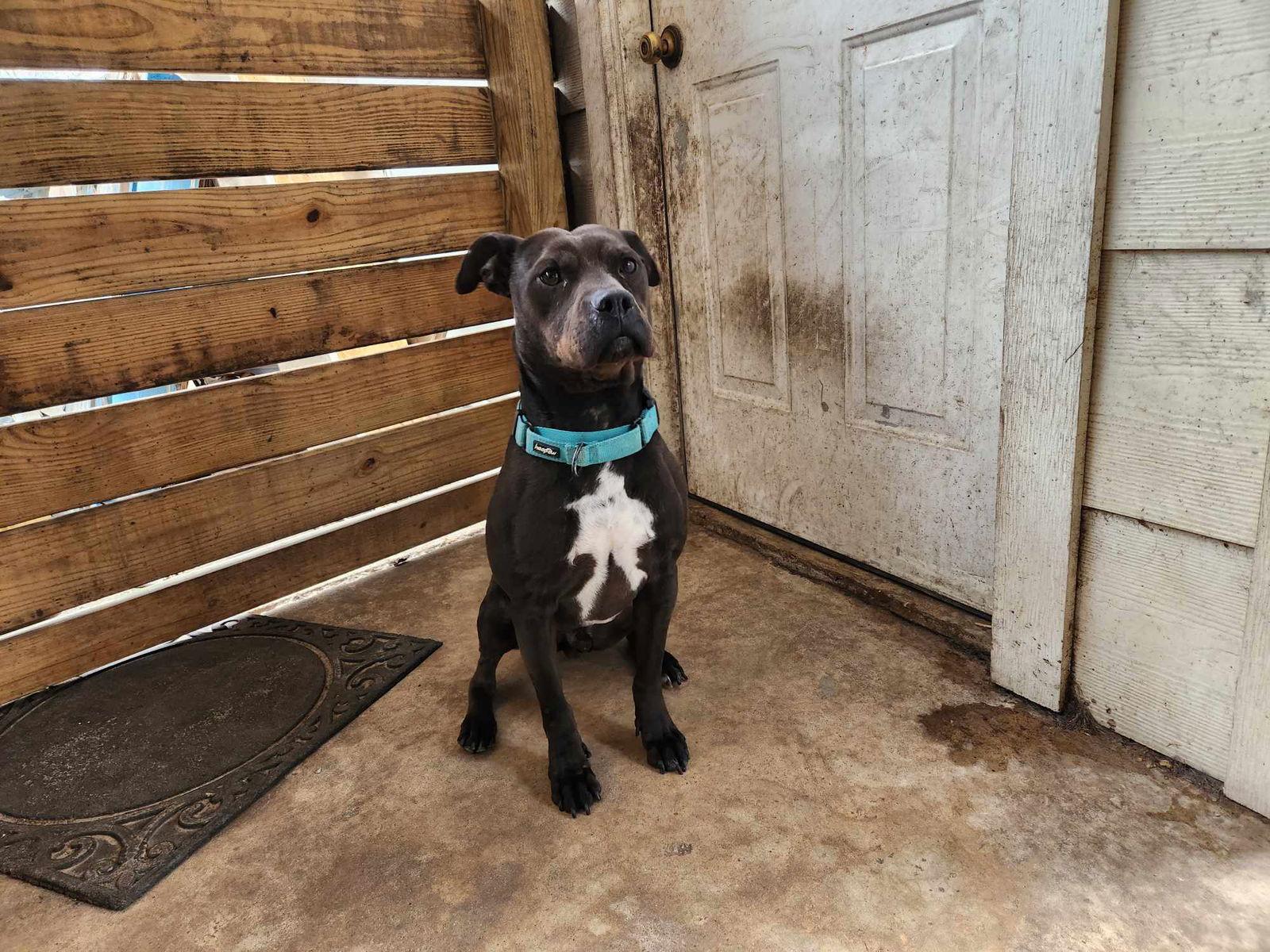 Logan, a Adoptable Pit Bull Terrier in Shillington, PA image 3/3