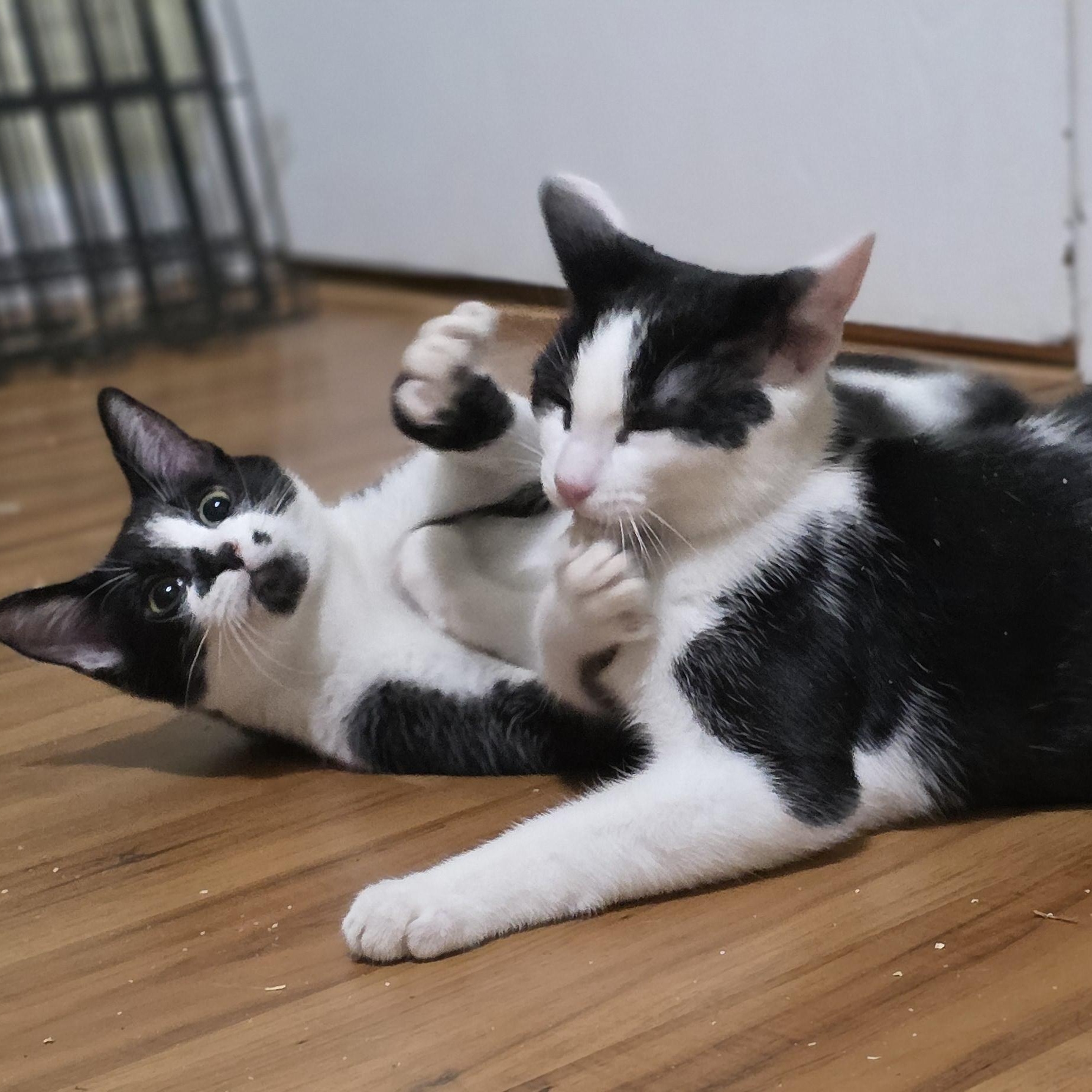 Marilyn Monroe & Blaze, a ADOPTABLE Domestic Short Hair in Grass Valley, CA image 3/3