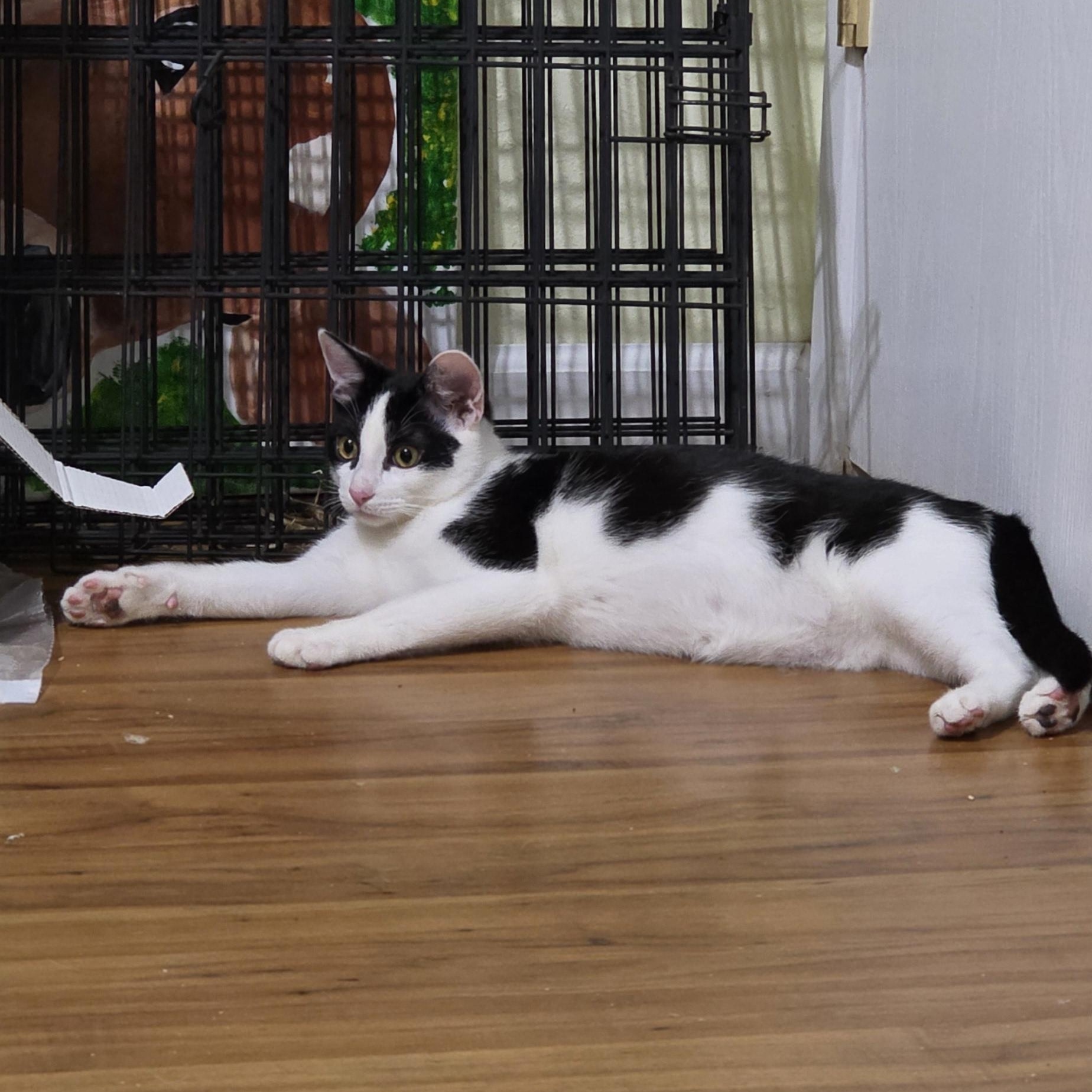 Marilyn Monroe & Blaze, a ADOPTABLE Domestic Short Hair in Grass Valley, CA image 2/3