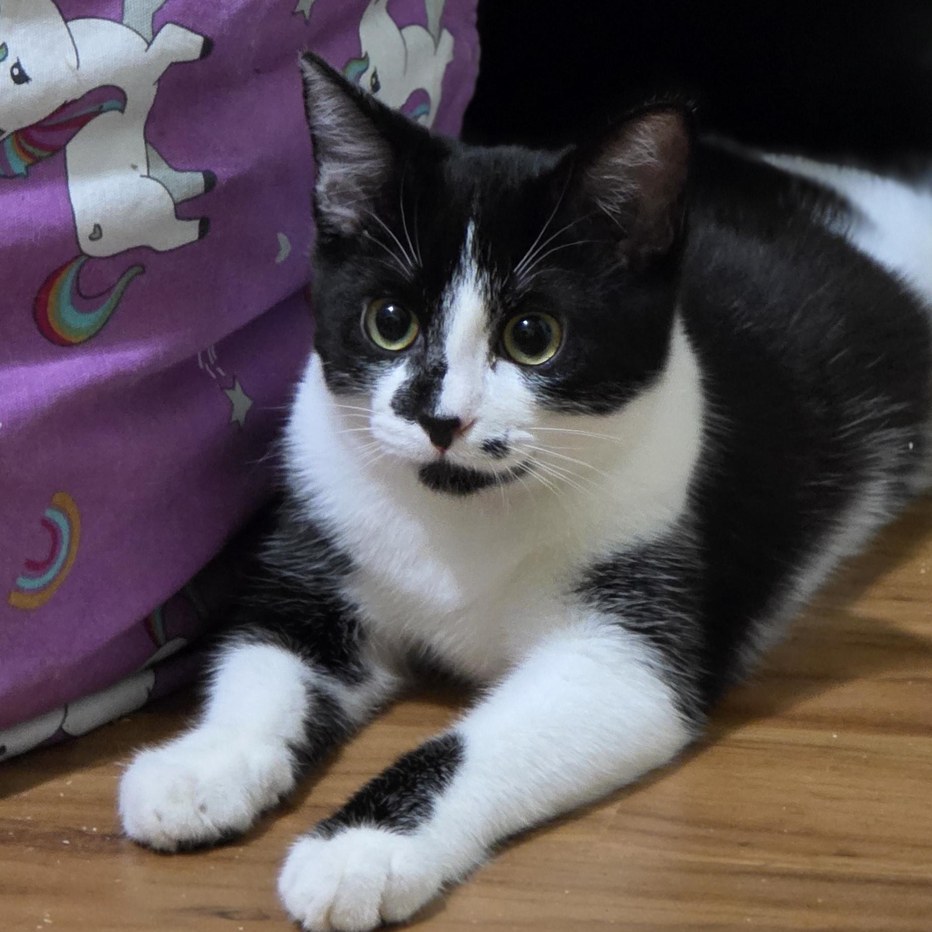 Marilyn Monroe & Blaze, a ADOPTABLE Domestic Short Hair in Grass Valley, CA image 1/3