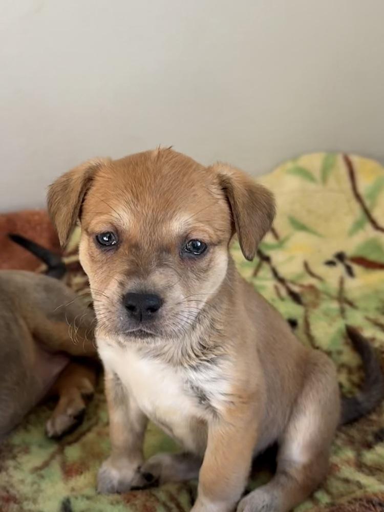 Merrow — thumbnail 2