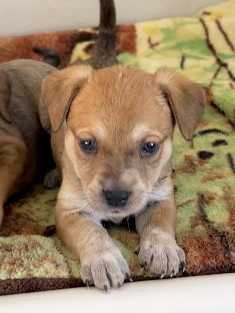 Merrow — thumbnail 3