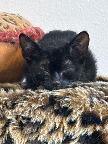 EMBER, an adopted mixed breed in Fernandina Beach, FL image 3/3