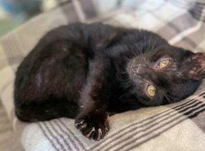 EMBER, an adopted mixed breed in Fernandina Beach, FL image 1/3