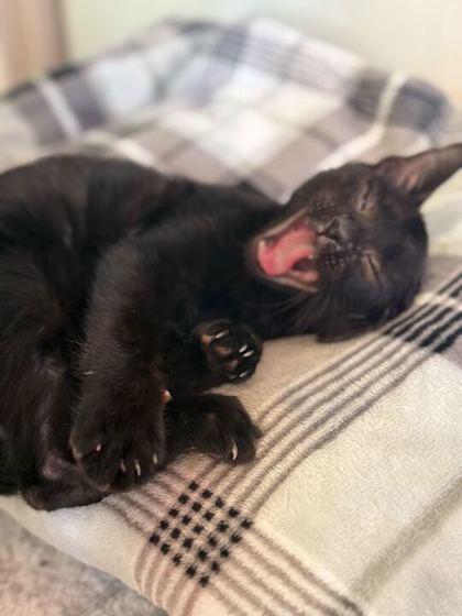 EMBER, an adopted mixed breed in Fernandina Beach, FL image 2/3