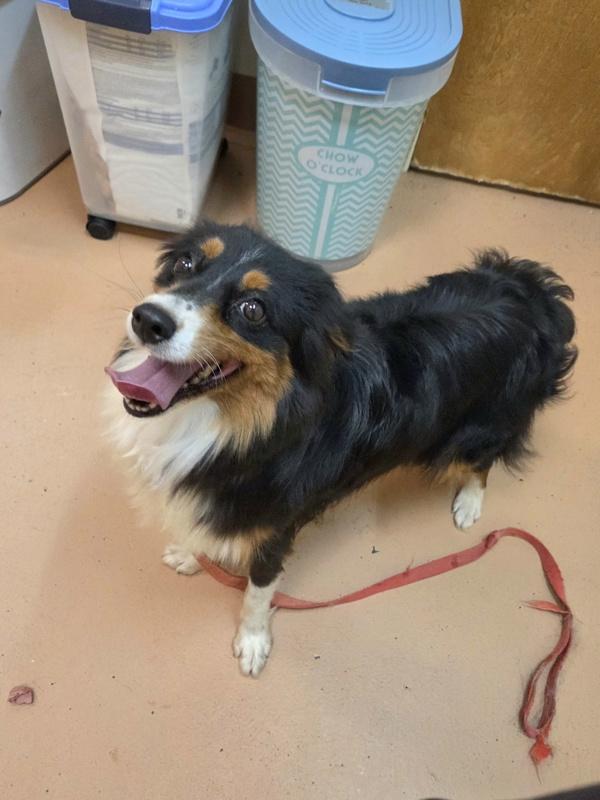 Bella, Adoptable, Adult Female Australian Shepherd.
