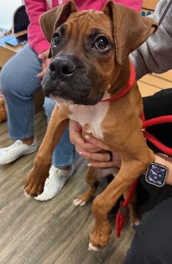 Maxine F26-010, Adopted, Young Female Boxer.