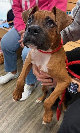 Enlarge Maxine F26-010, a Adopted Boxer in Crestview, FL image 2/3