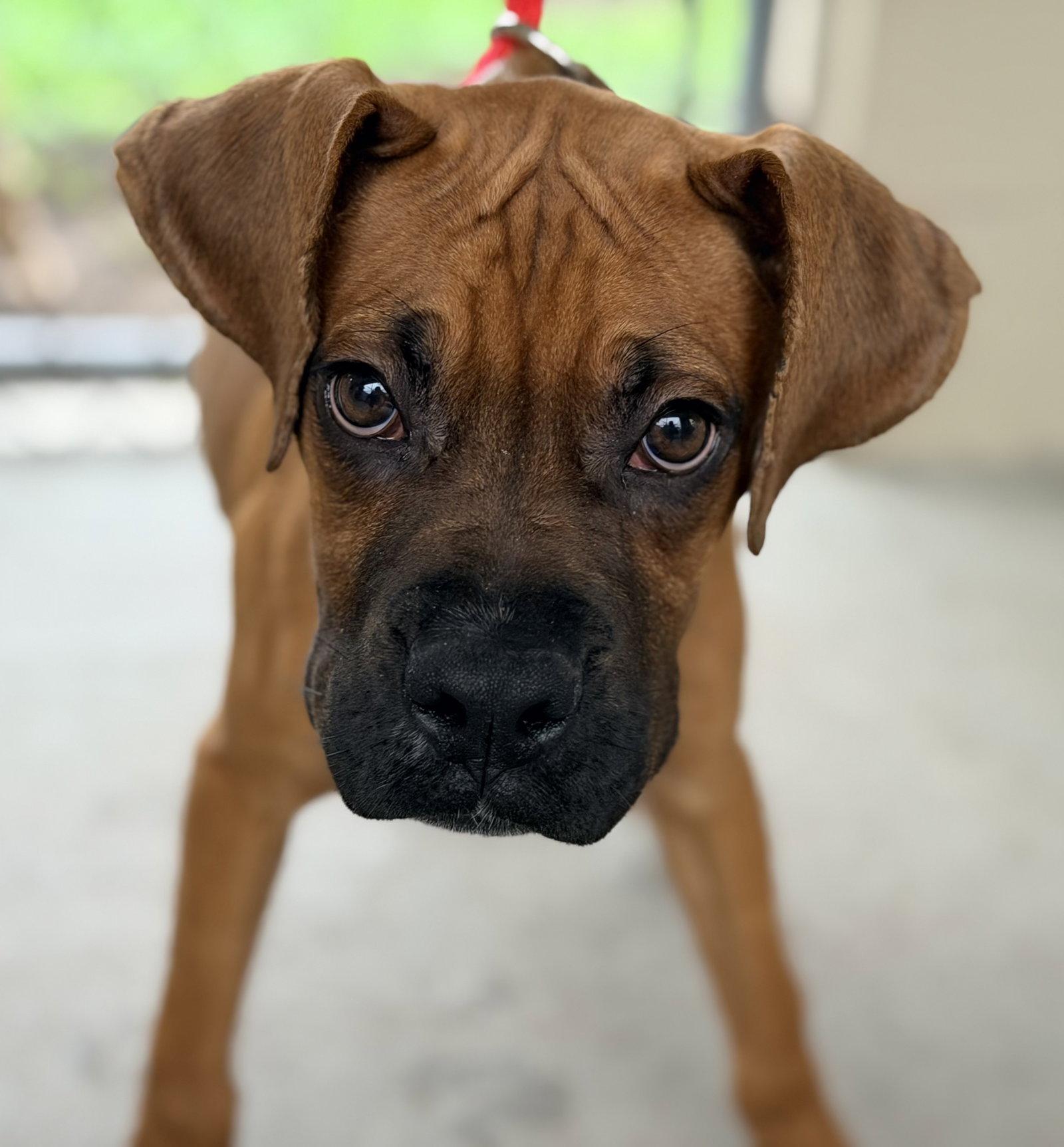 Enlarge Maxine F26-010, a Adopted Boxer in Crestview, FL image 3/3