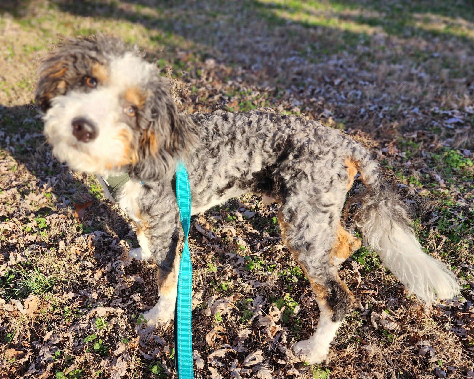 Cooper, Adoptable, Young Male Bernese Mountain Dog & Poodle.